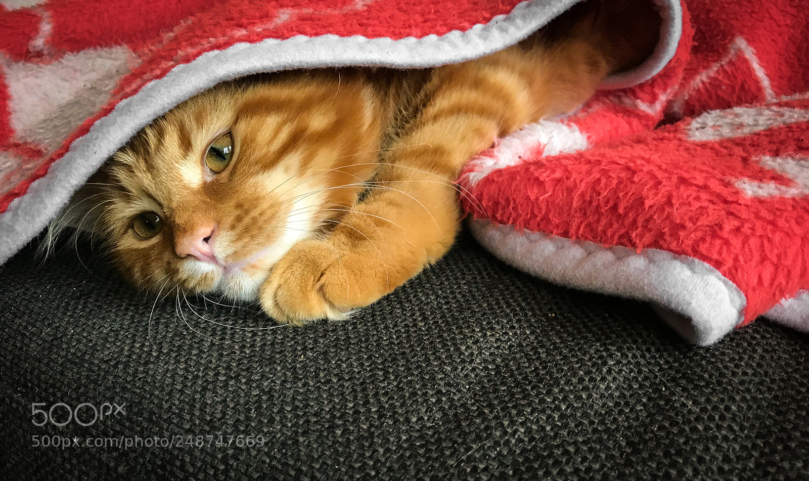Apple iPhone 7 sample photo. Cute red maine coon photography