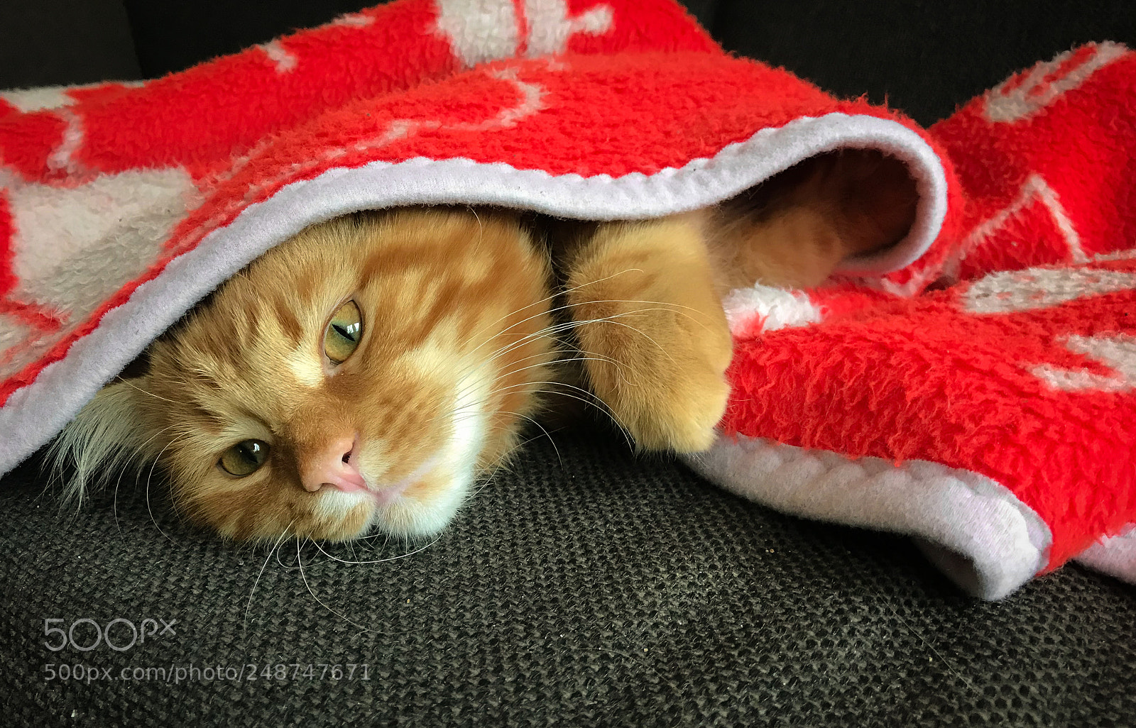 Apple iPhone 7 sample photo. Cute red maine coon photography