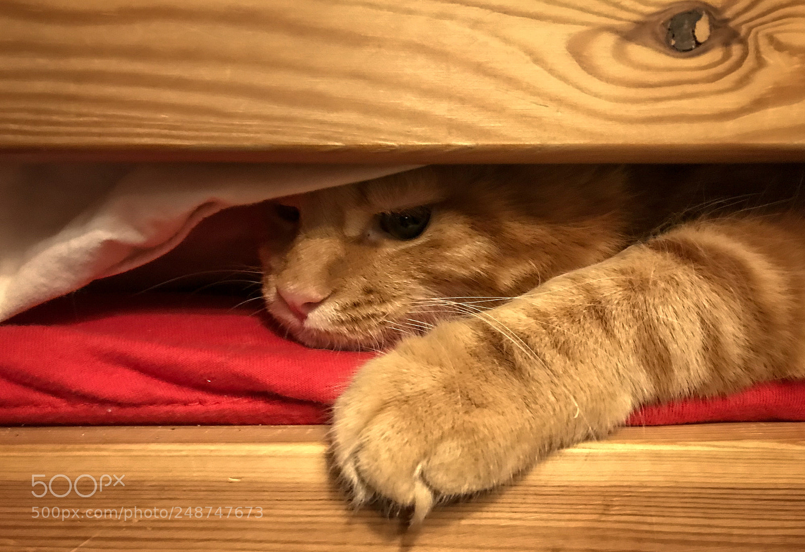 Apple iPhone 7 sample photo. Cute red maine coon photography