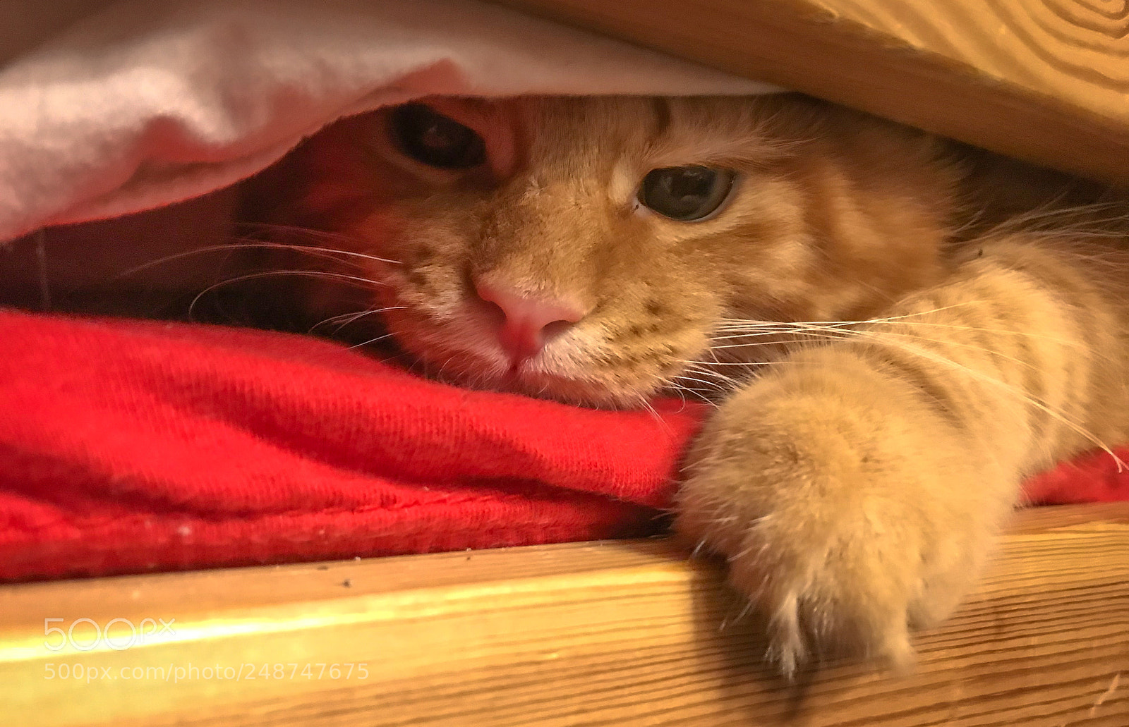 Apple iPhone 7 sample photo. Cute red maine coon photography