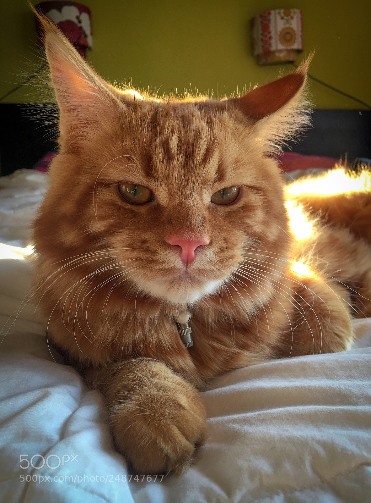 Apple iPhone 6 sample photo. Cute red maine coon photography