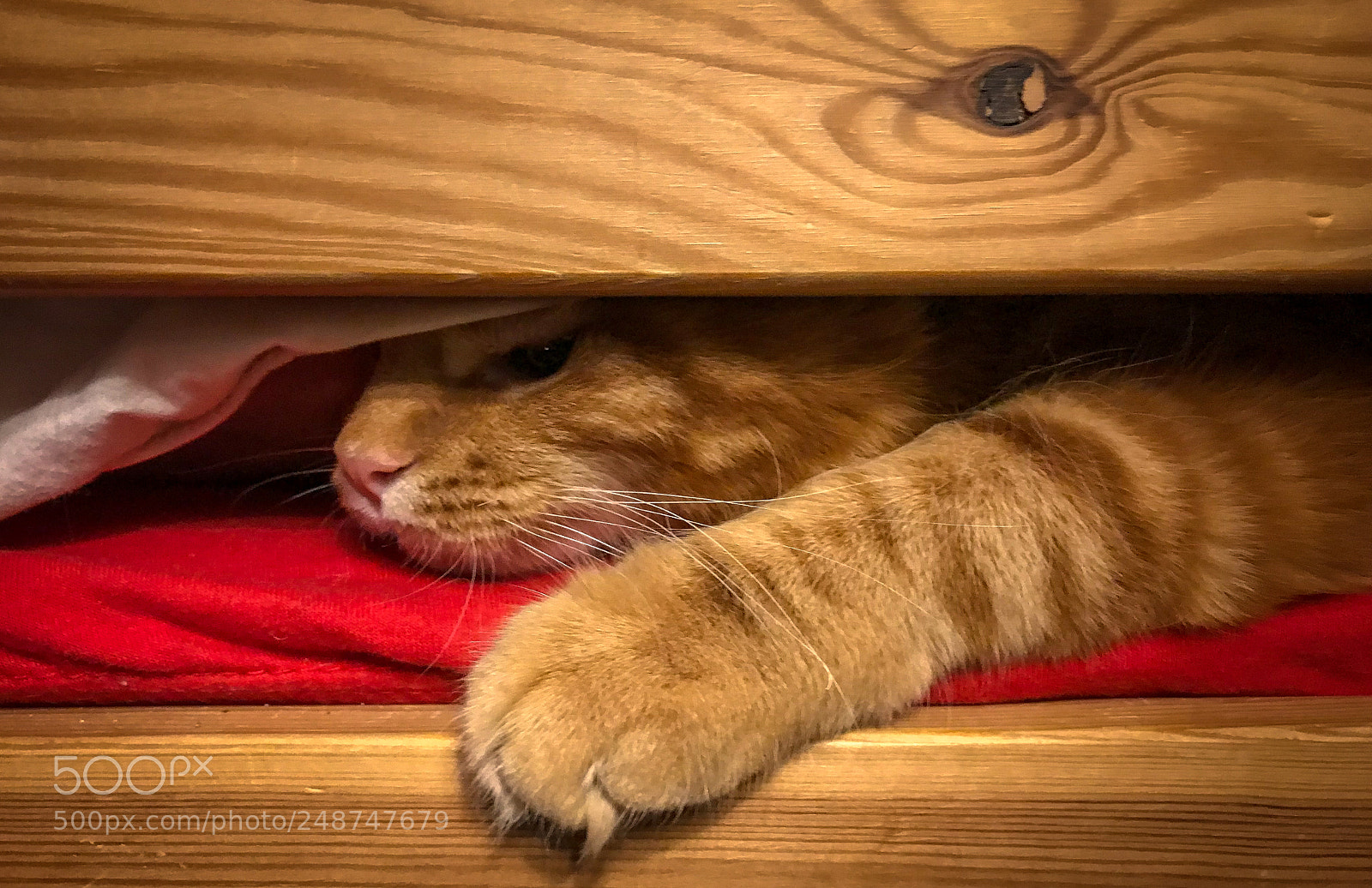 Apple iPhone 7 sample photo. Cute red maine coon photography