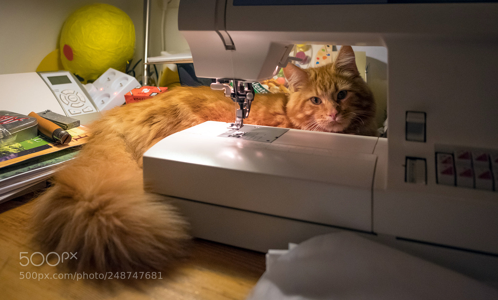 Fujifilm X-T20 sample photo. Cute red maine coon photography