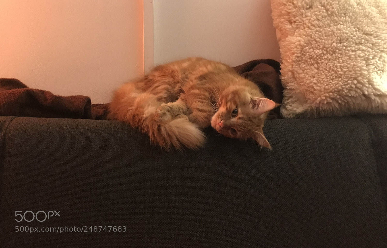 Apple iPhone 7 sample photo. Cute red maine coon photography