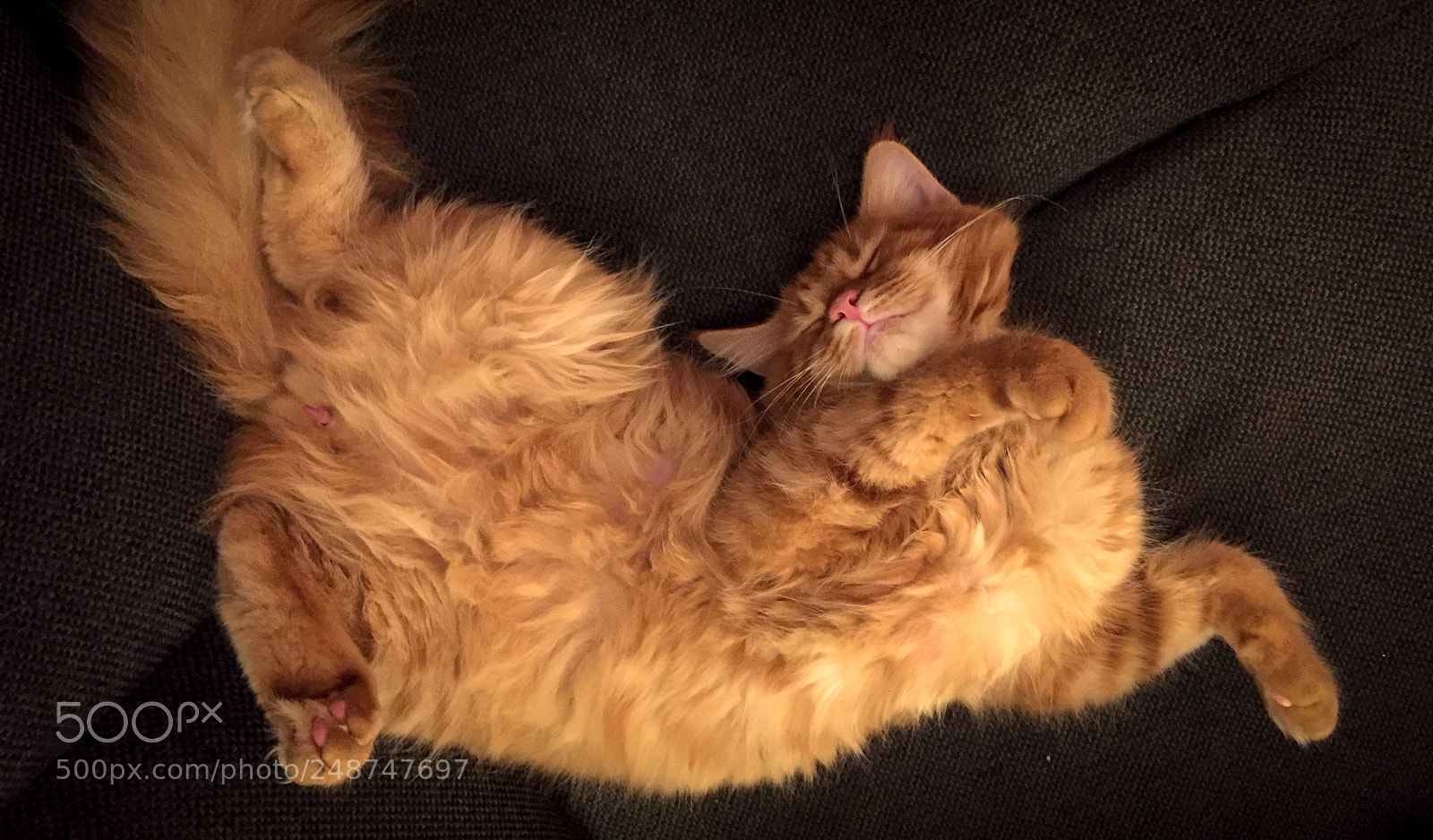 Apple iPhone 6 sample photo. Cute red maine coon photography