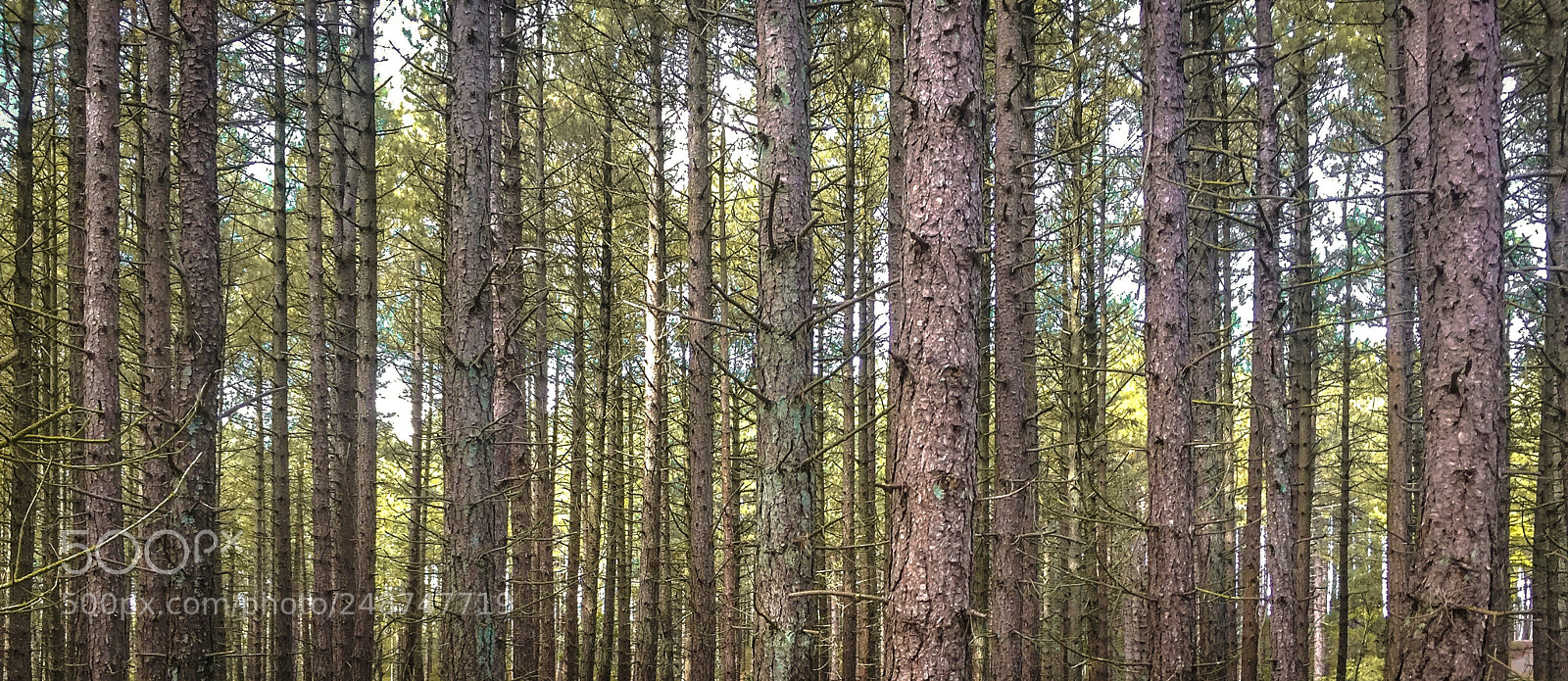 Apple iPhone 6 sample photo. Straight up trees in photography