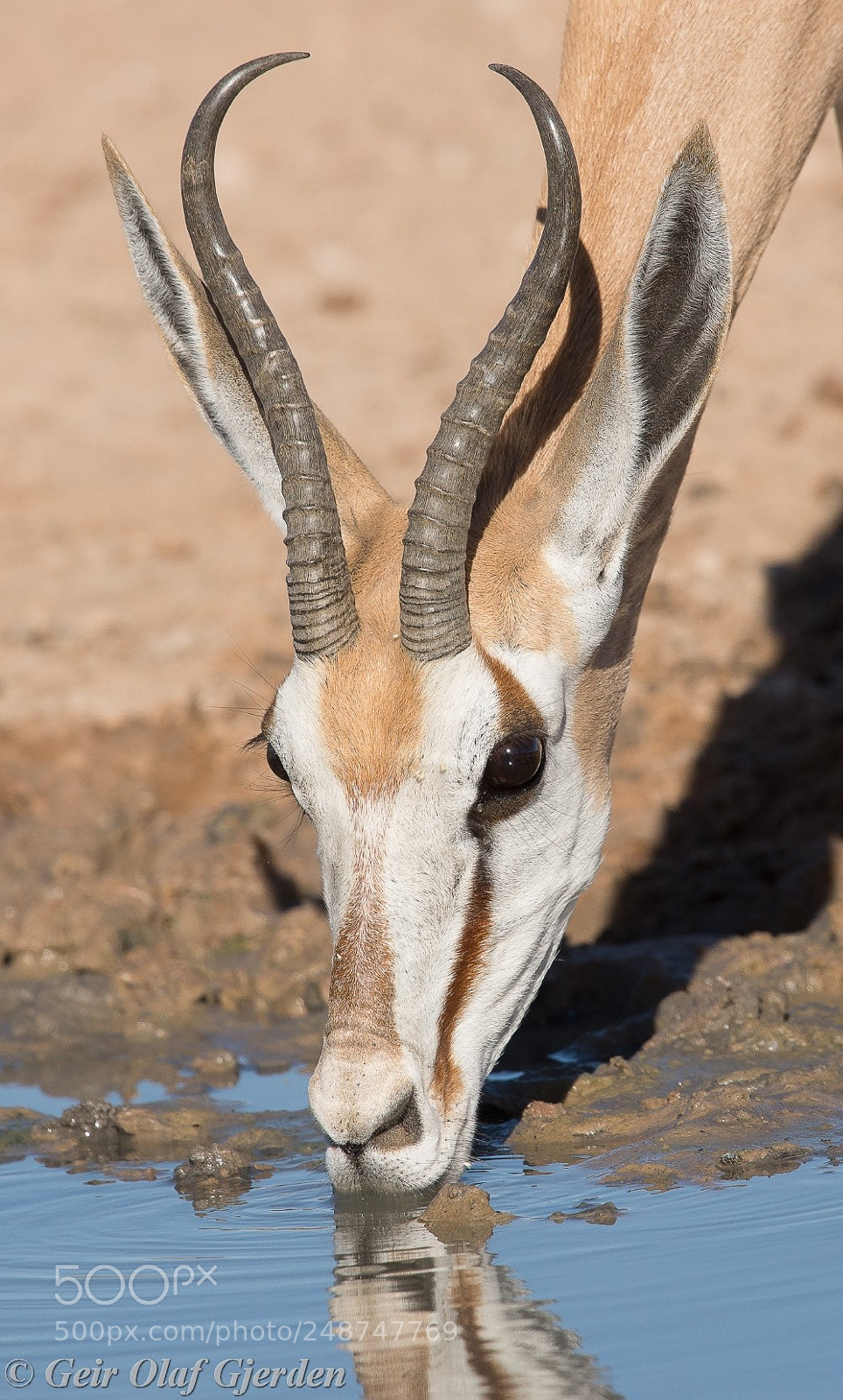 Nikon D600 sample photo. Springbok photography