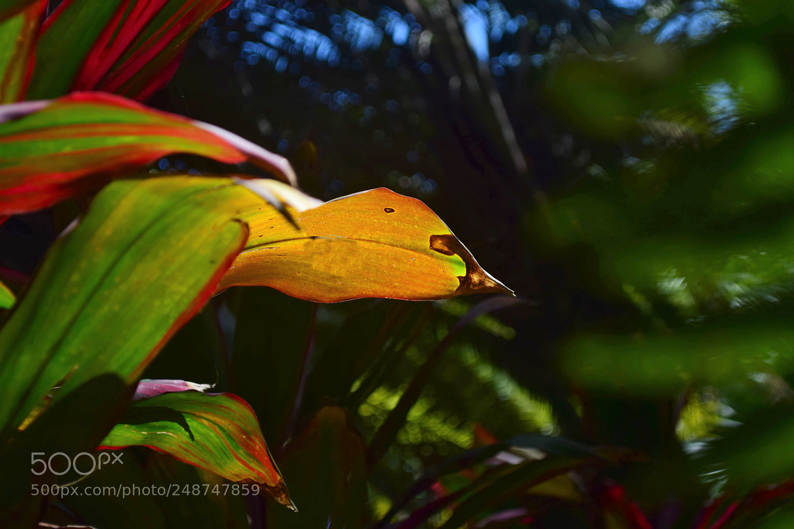 Nikon D5300 sample photo. Air botanica photography