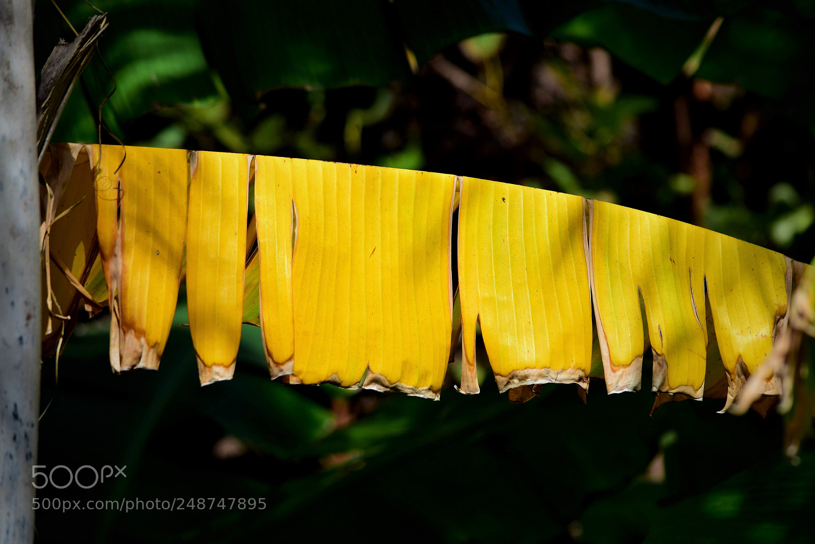 Nikon D5300 sample photo. Laundry leaves photography