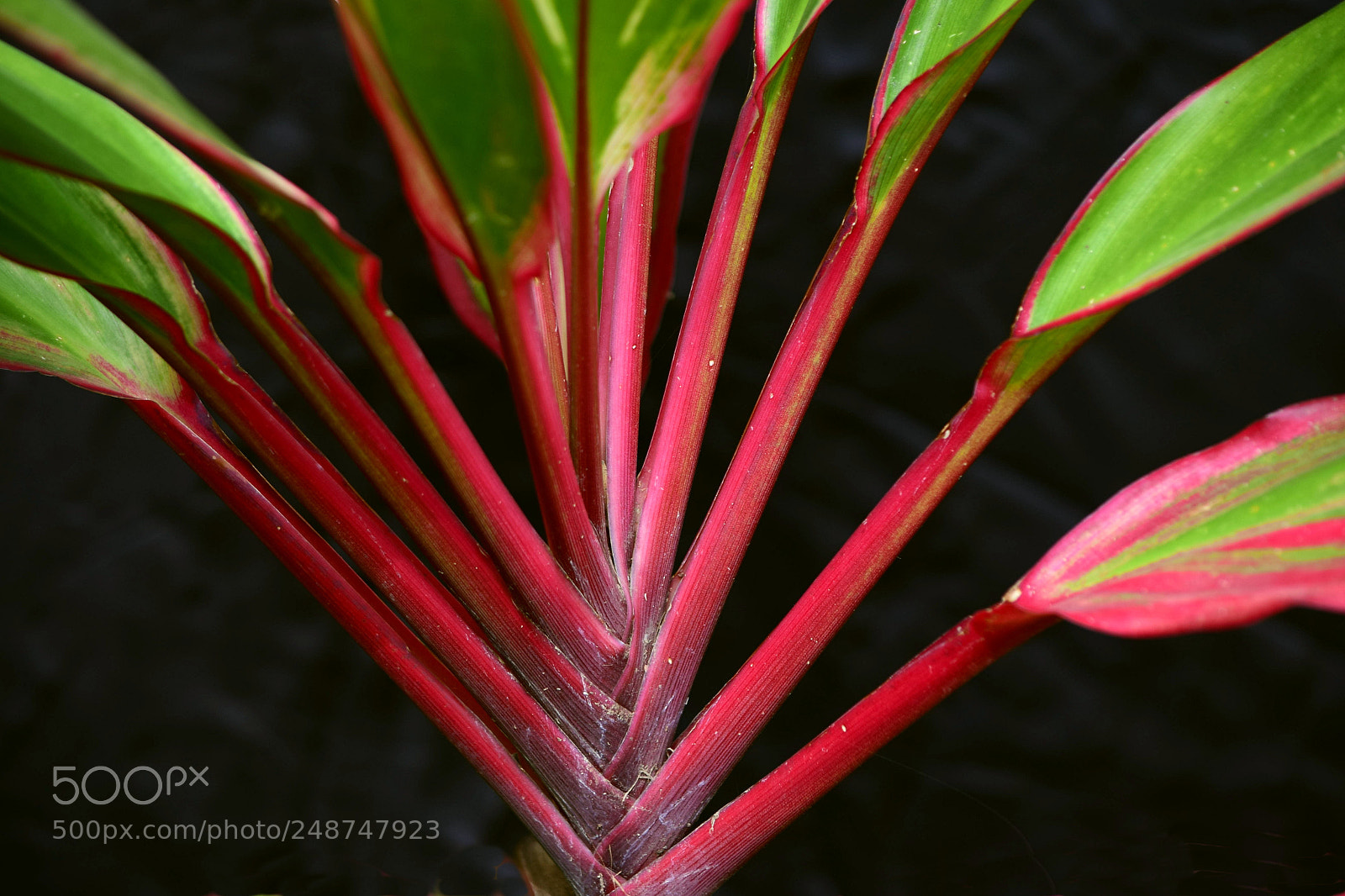 Nikon D5300 sample photo. Leading lines photography