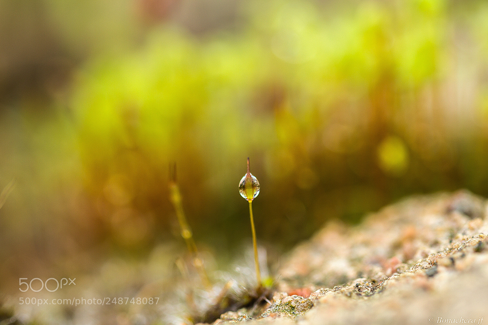 Canon EOS 7D sample photo. Seul en tête ! photography