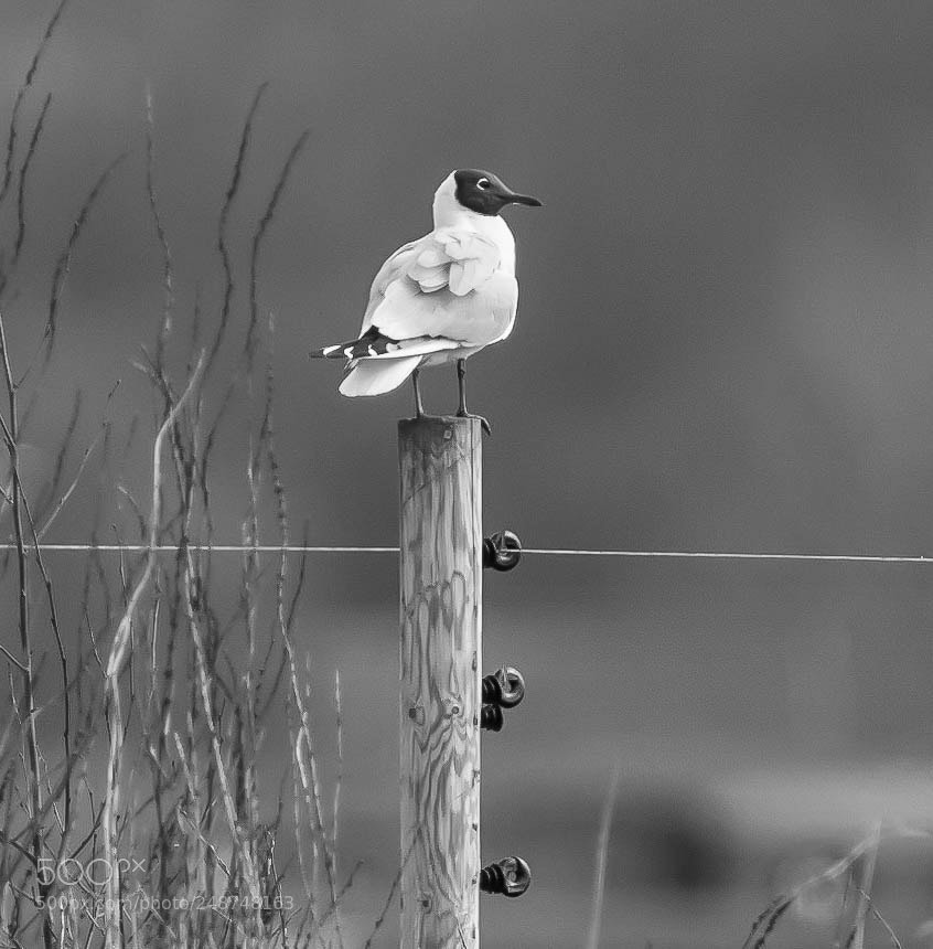 Nikon D7100 sample photo. Black & white gull. photography
