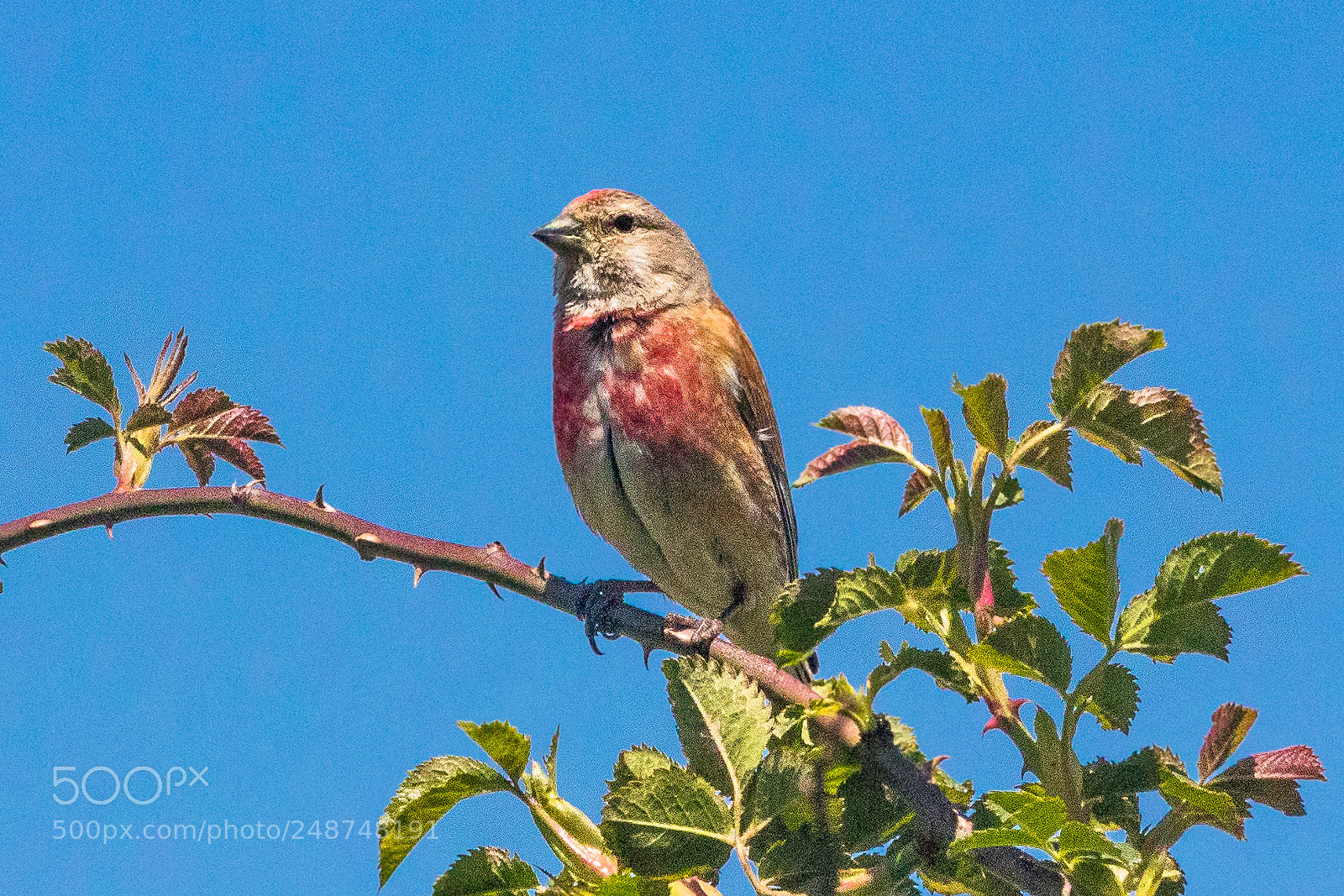 Canon EOS 80D sample photo. Common linnet photography