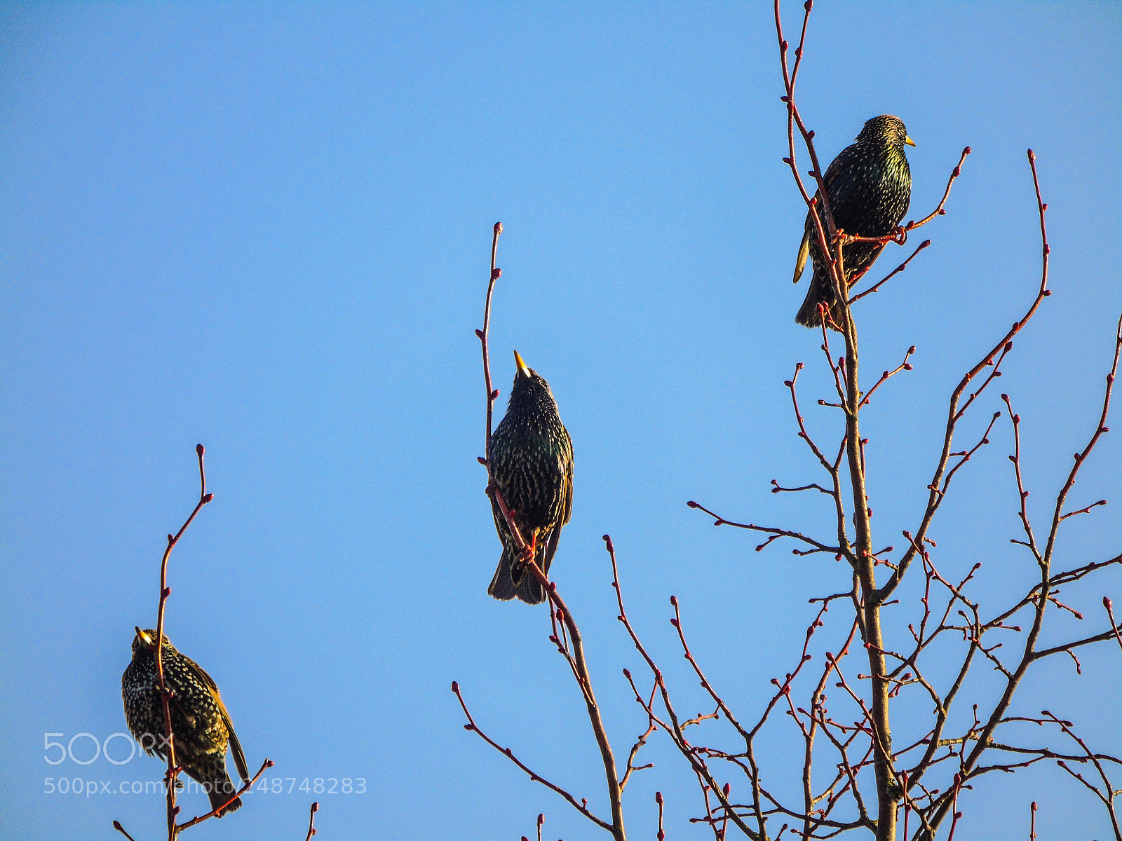 Sony Cyber-shot DSC-H400 sample photo. Starlings photography