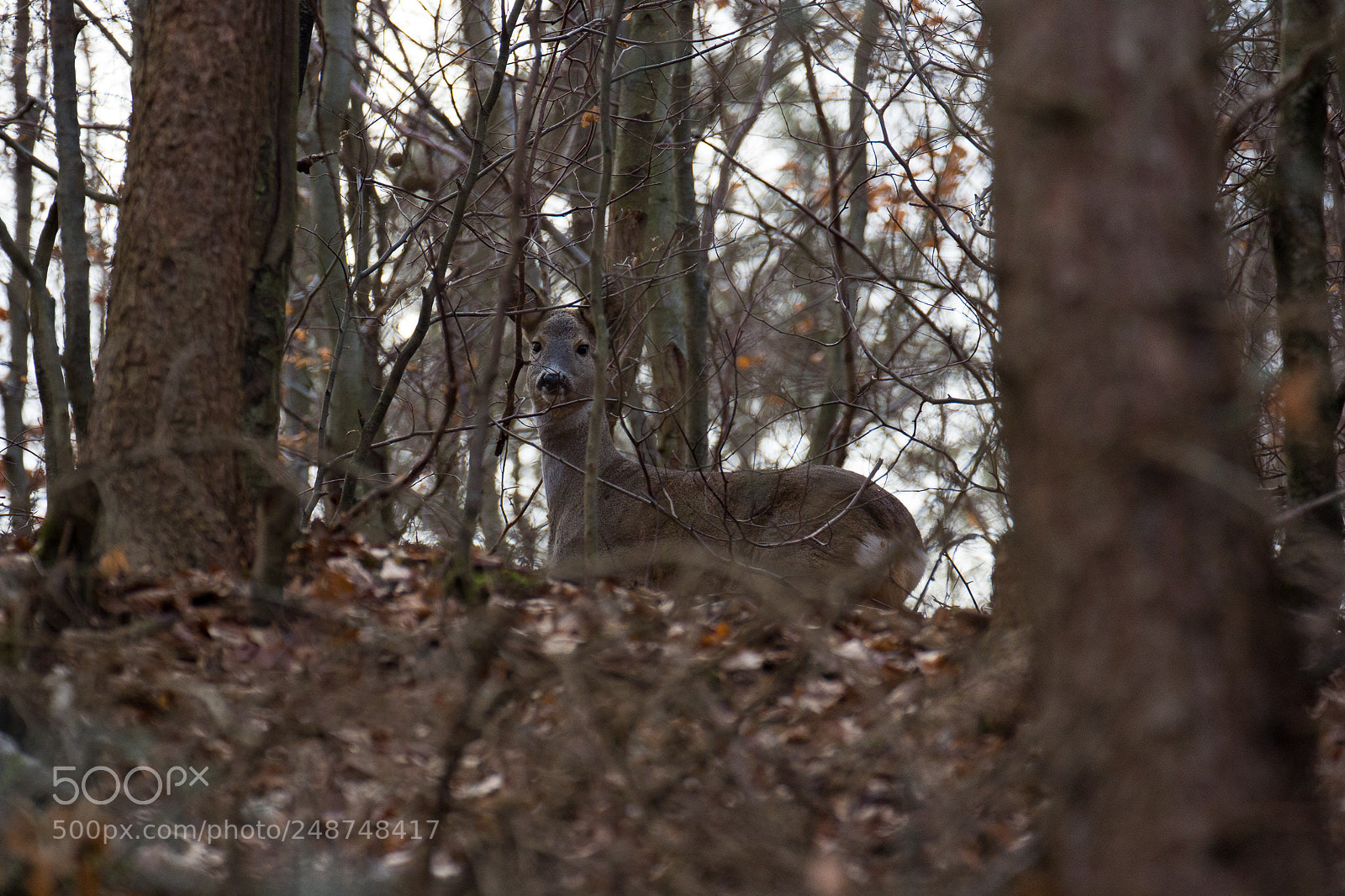 Canon EOS 60D sample photo. Roe deer in the photography