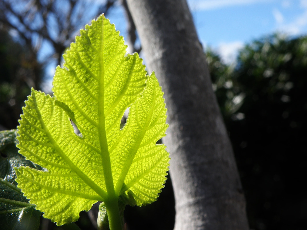 Olympus SP-565UZ sample photo. Fig-leaf photography