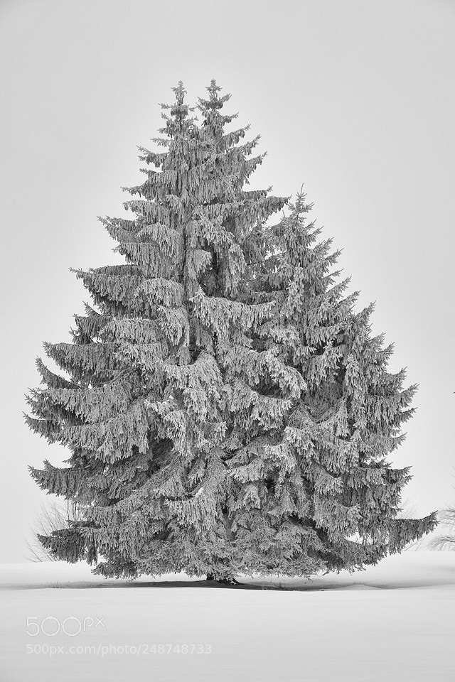 Canon EOS 7D Mark II sample photo. Forms of white i photography