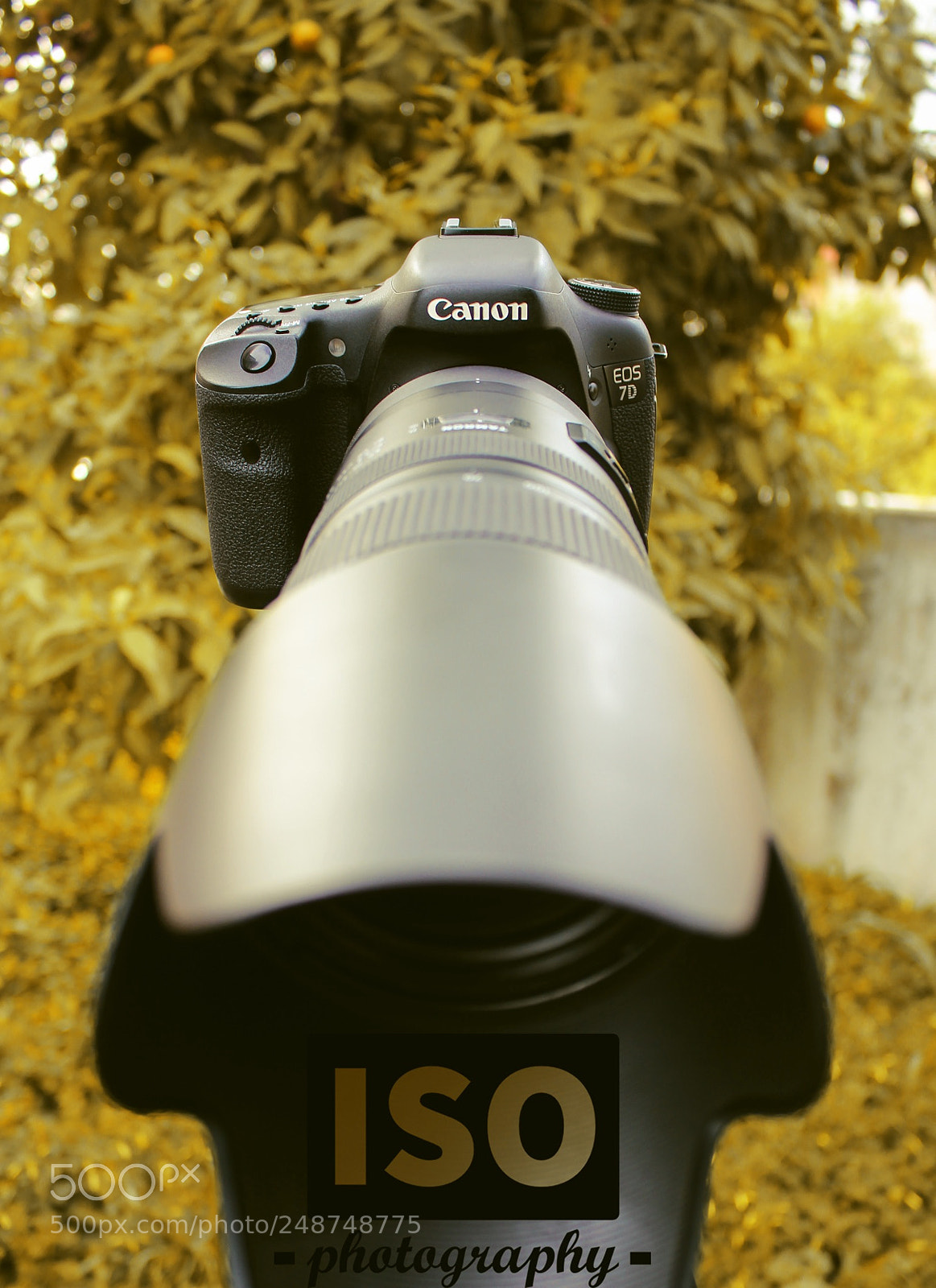 Canon EOS 600D (Rebel EOS T3i / EOS Kiss X5) sample photo. My baby ? photography