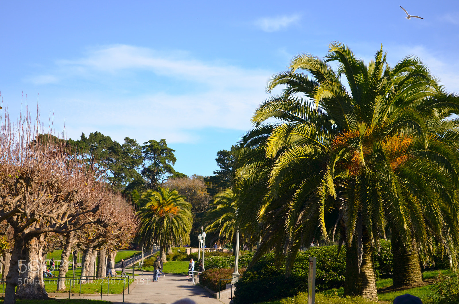 Nikon D5100 sample photo. Somewhere in san francisco photography