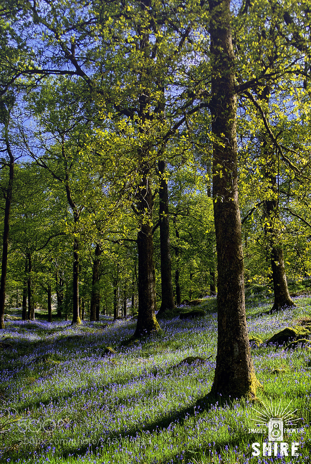 Nikon D200 sample photo. Bluebells photography