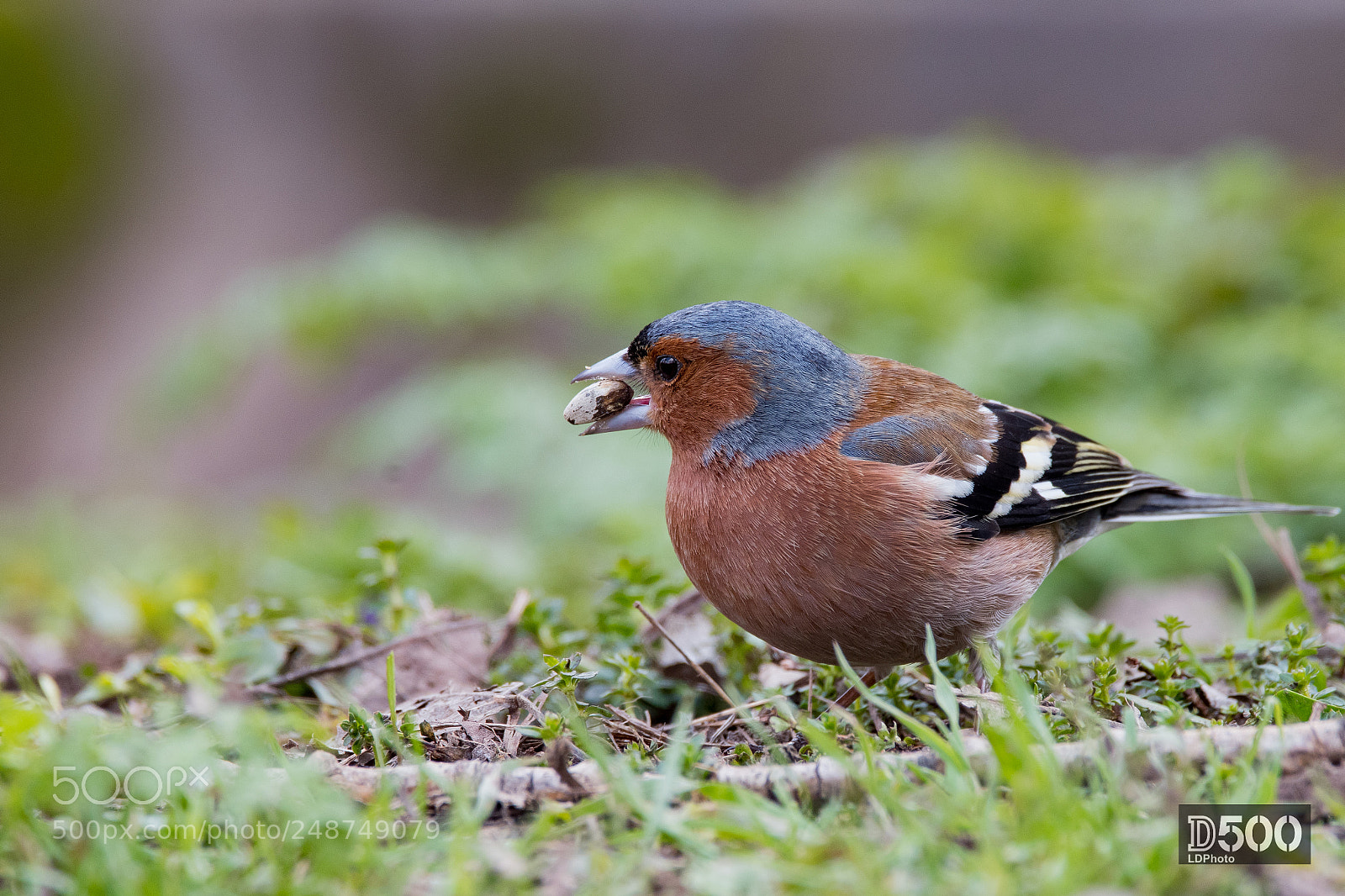 Nikon D500 sample photo. Common chaffinch (fringilla coelebs) photography
