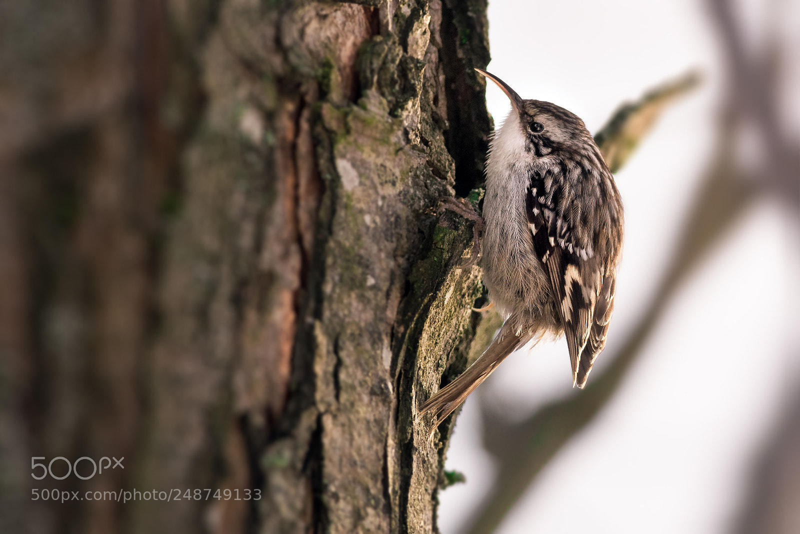 Nikon D810 sample photo. Rampichino comune (short-toed treecreeper) photography