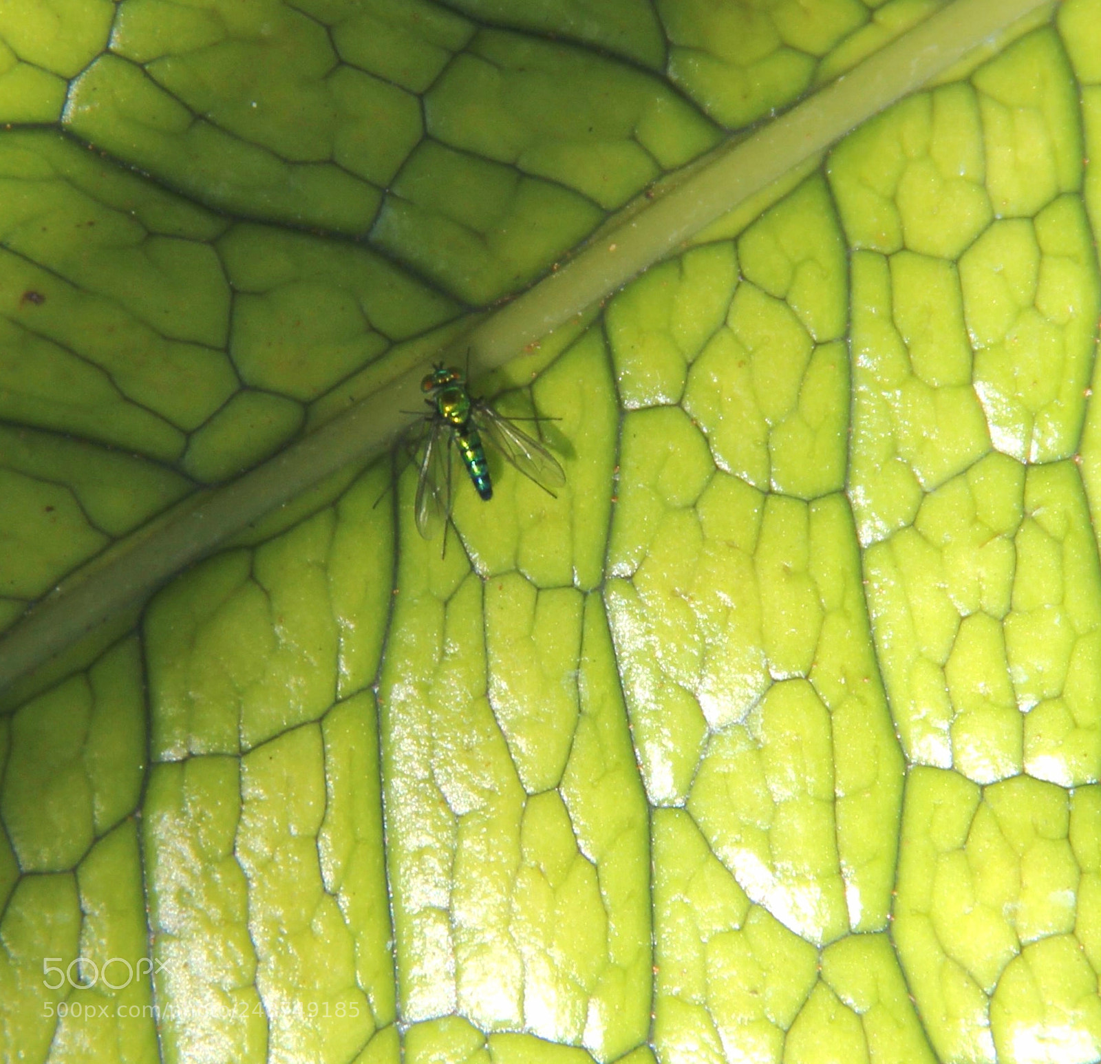 Canon EOS 60D sample photo. Green bug on green photography