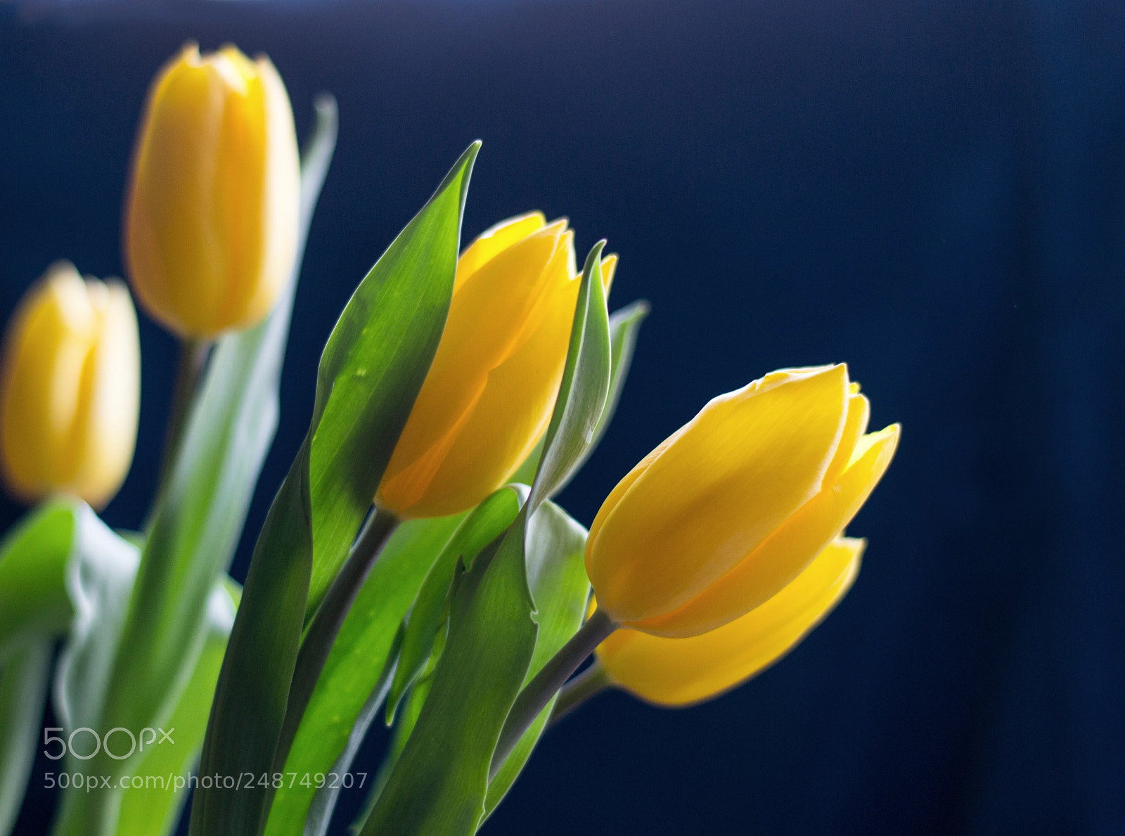 Nikon D3100 sample photo. Yellow tulips photography