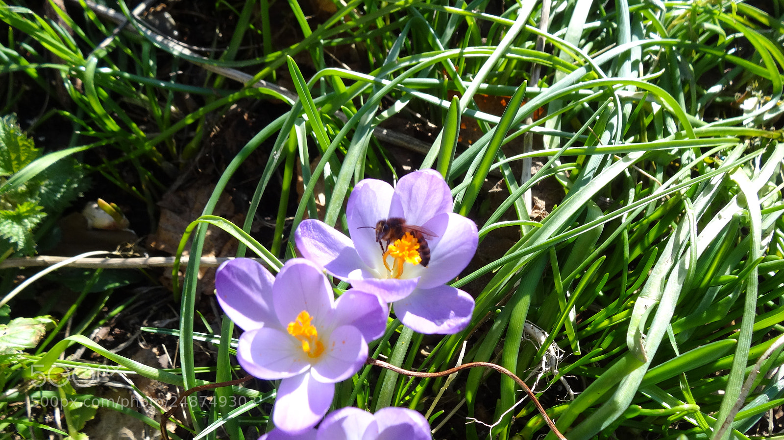 Sony Cyber-shot DSC-HX20V sample photo. The first ones photography