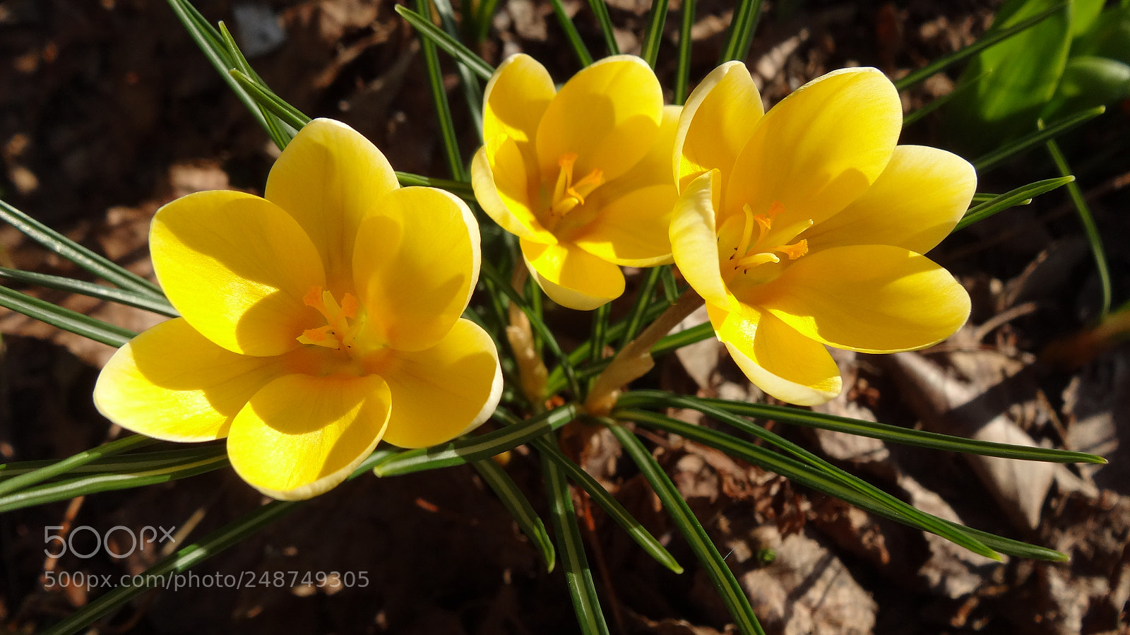 Sony Cyber-shot DSC-HX20V sample photo. Yellow photography