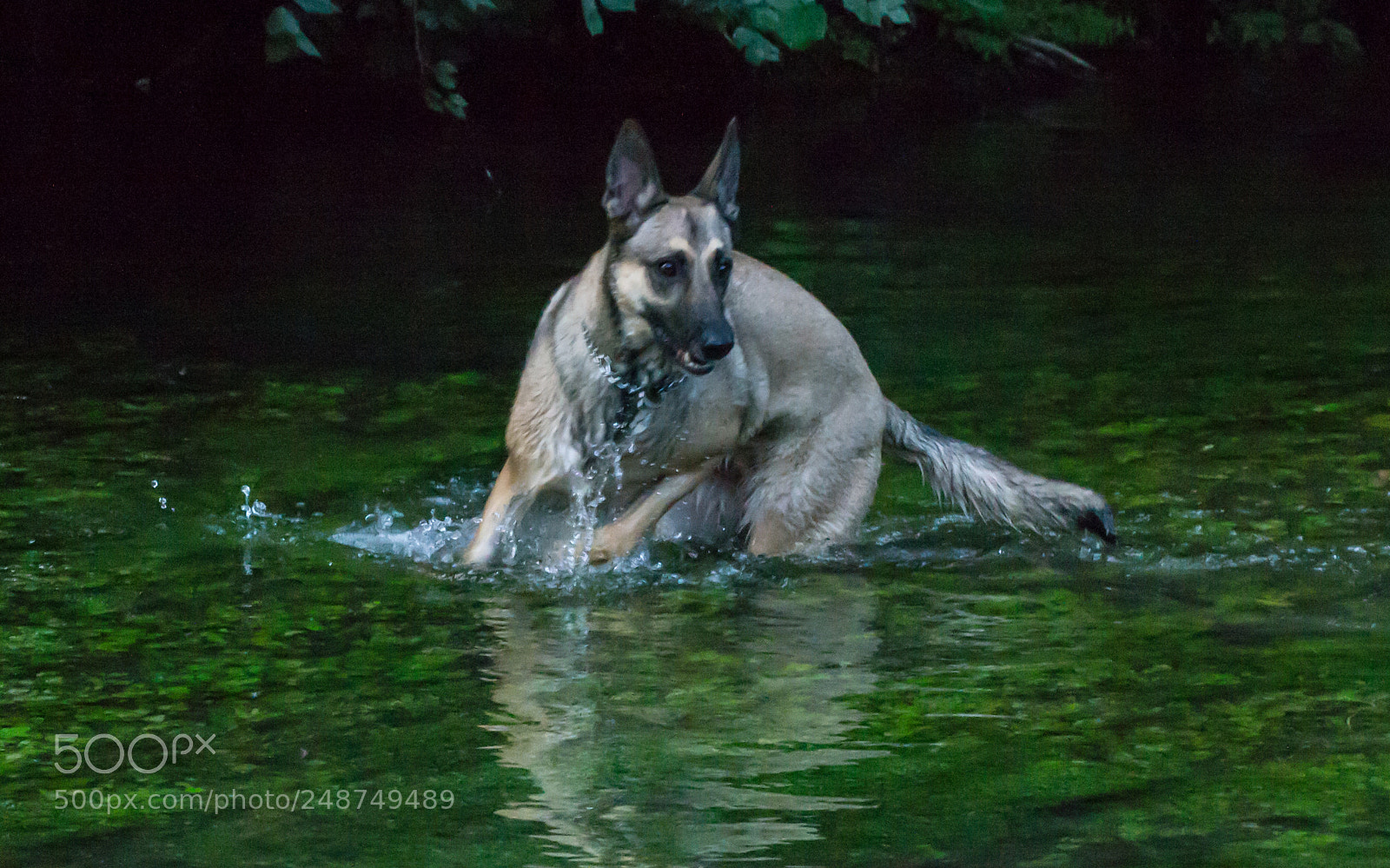 Nikon D3100 sample photo. Aska photography