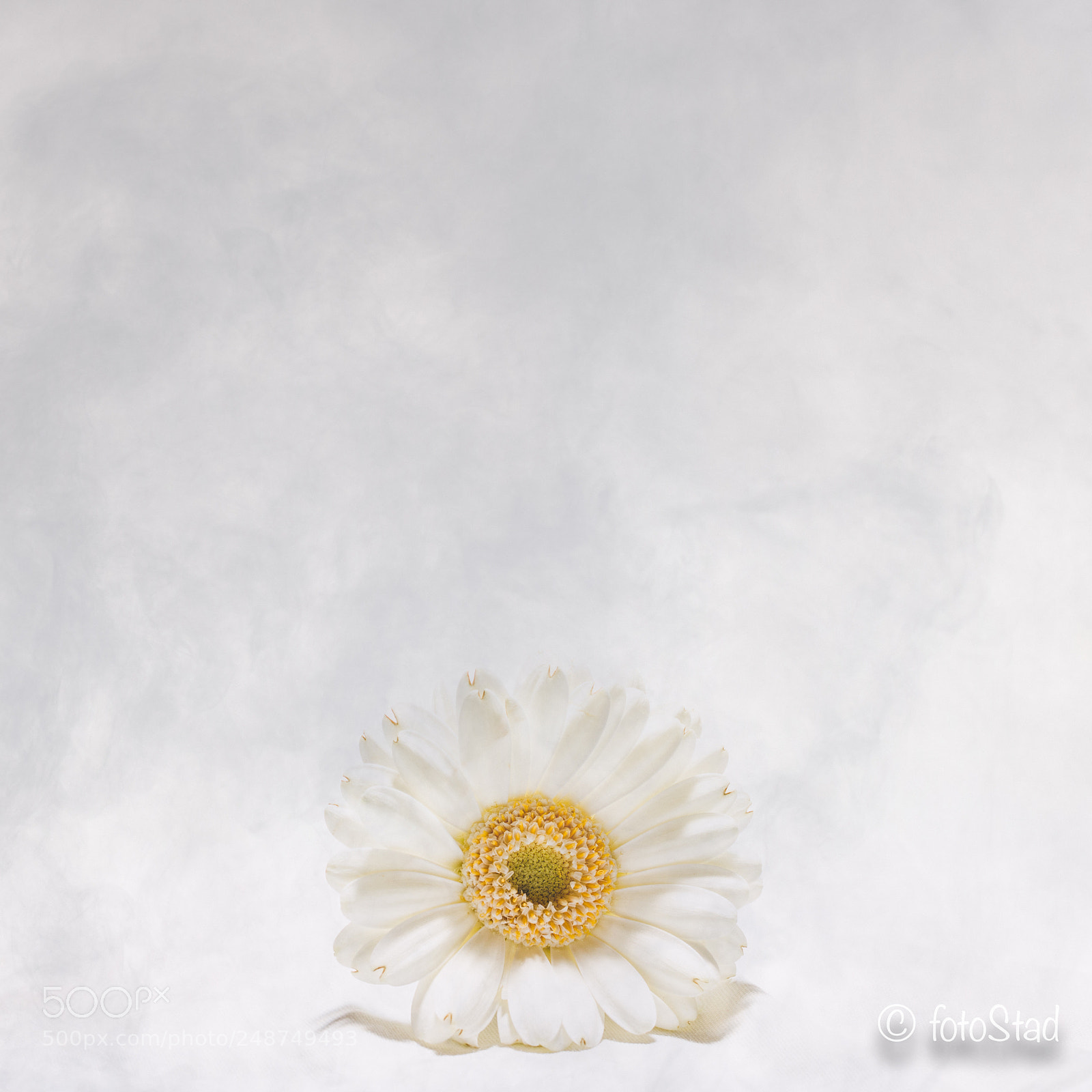 Canon EOS 6D Mark II sample photo. White&yellow photography