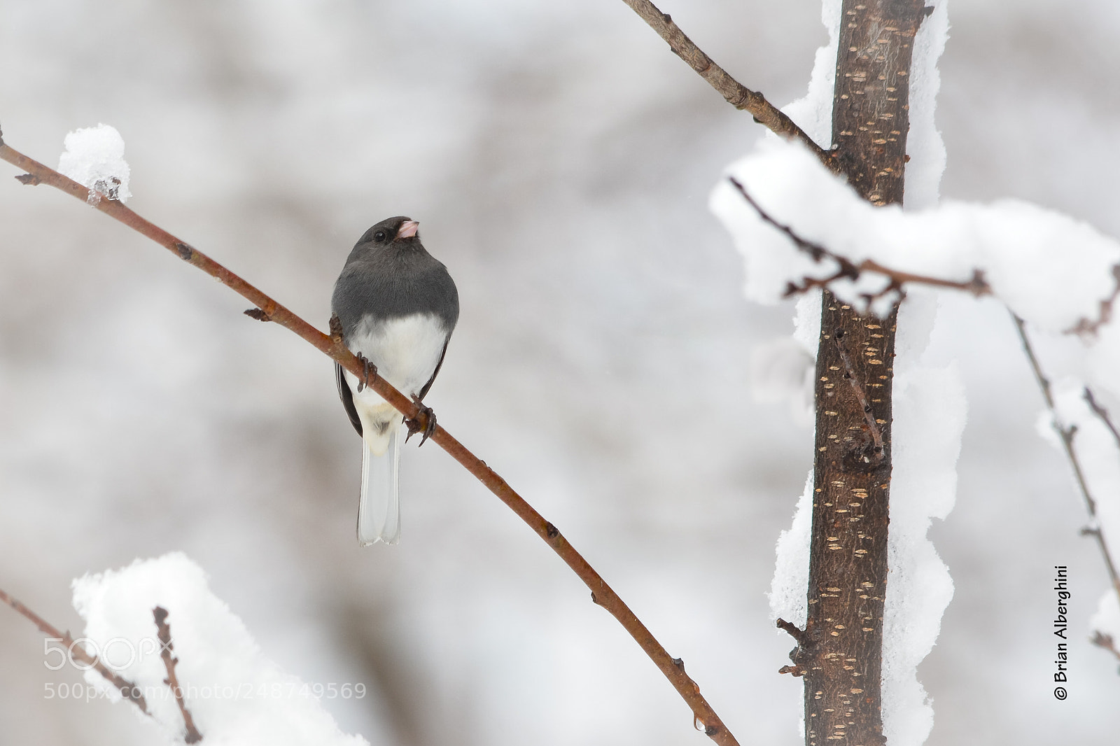Nikon D7100 sample photo. Junco proud photography