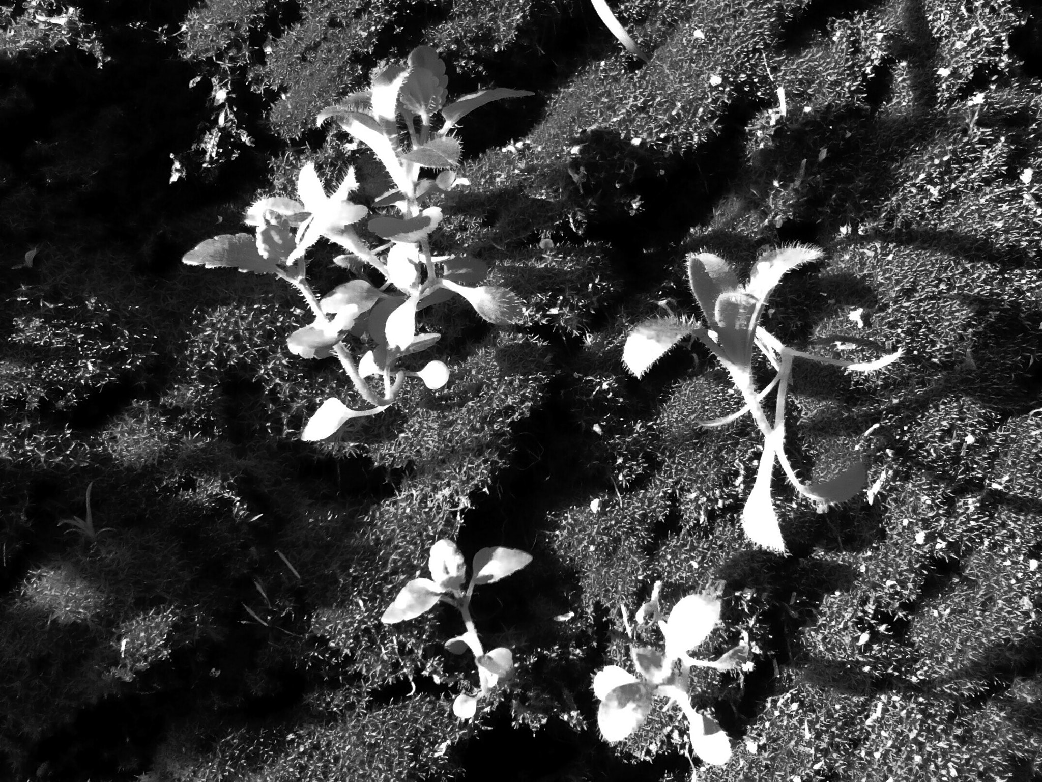 LG BELLO II sample photo. Primavera in b&w #3 photography