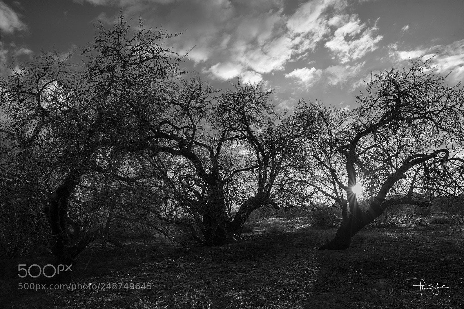 Nikon D810 sample photo. "arbolarañas" photography