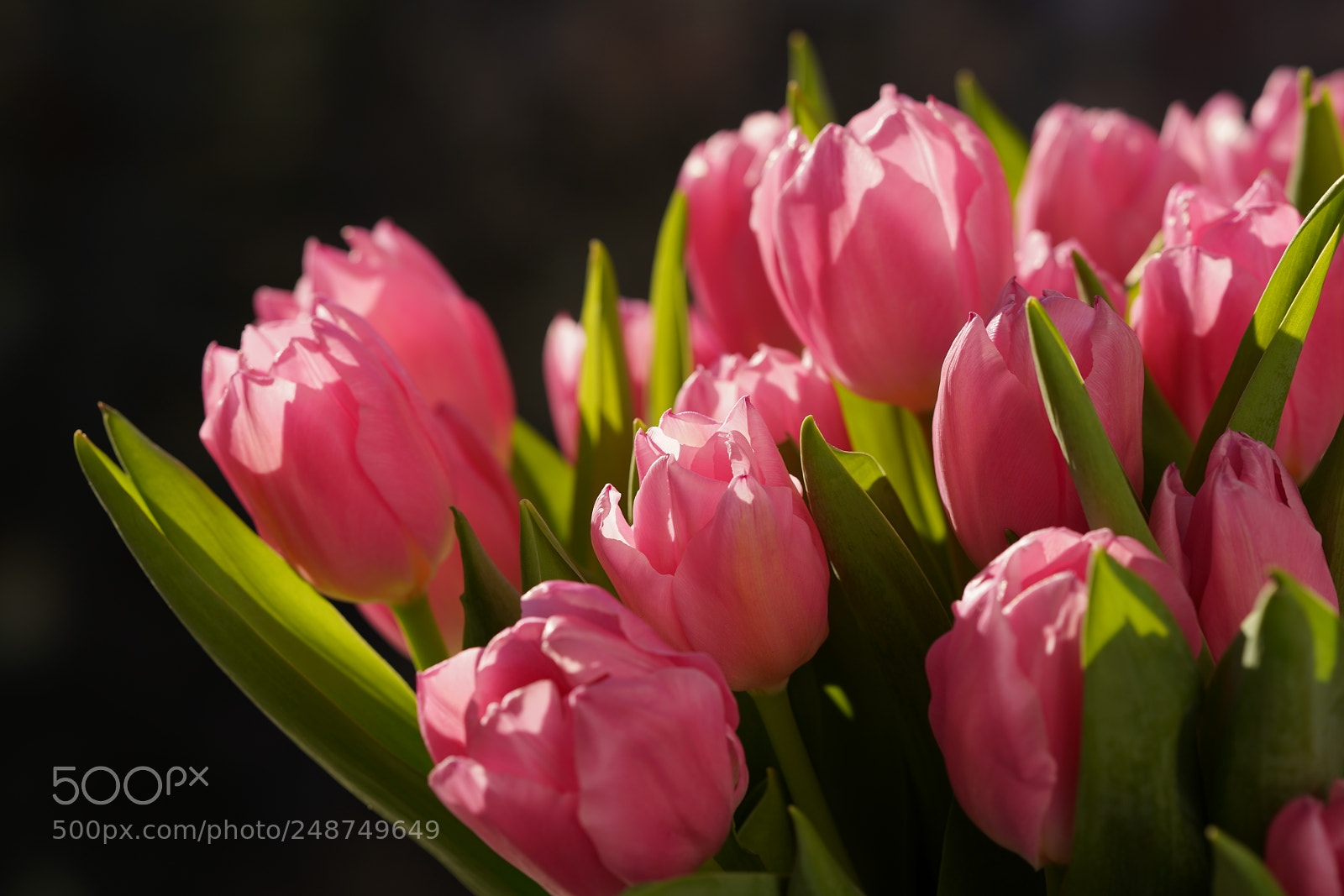 Sony a7R III sample photo. Pink tulips photography