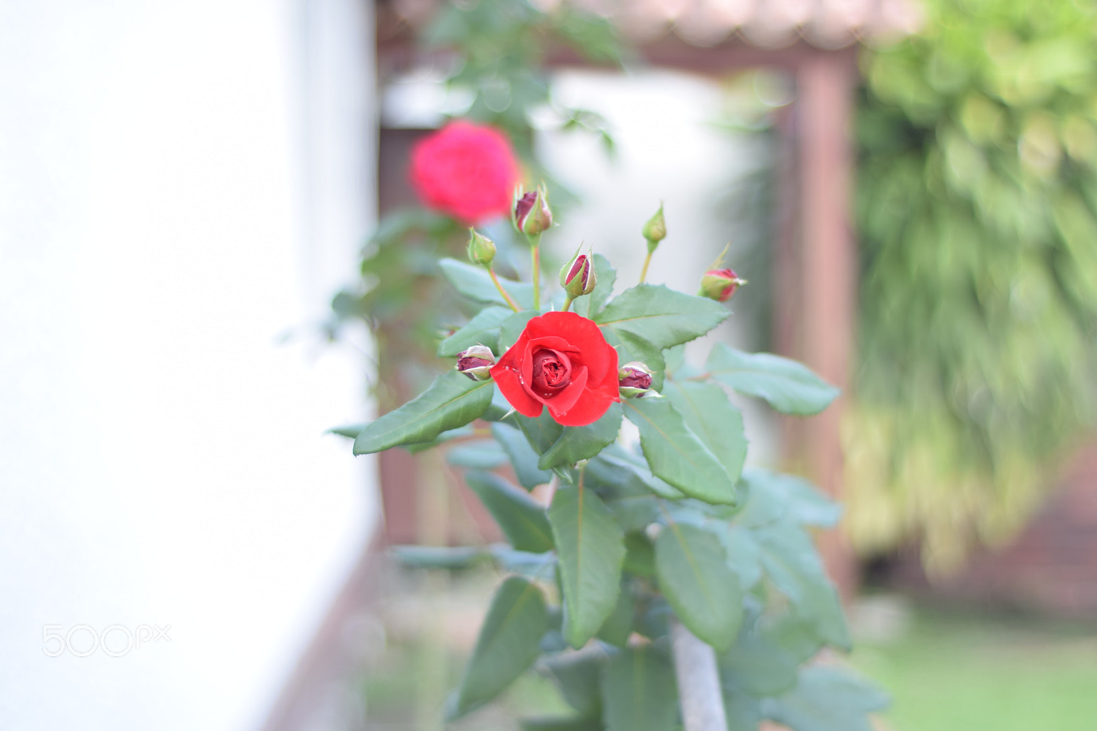 Nikon D5300 + Nikon AF Nikkor 50mm F1.8D sample photo. Dsc photography