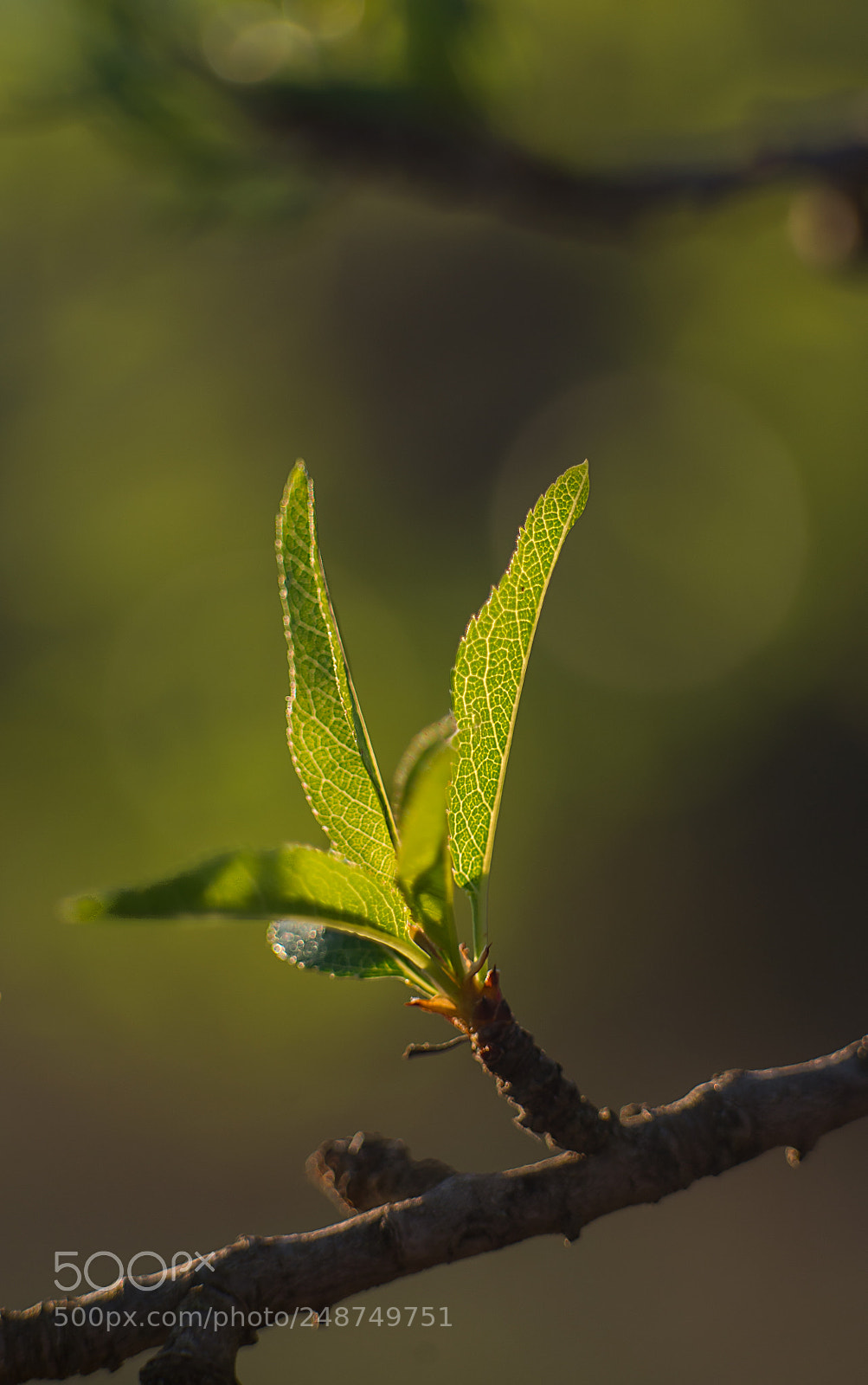 Nikon D610 sample photo. Brots photography