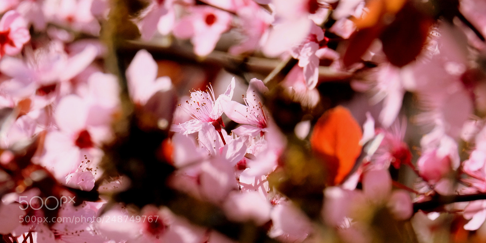 Fujifilm X-M1 sample photo. Pink flower photography