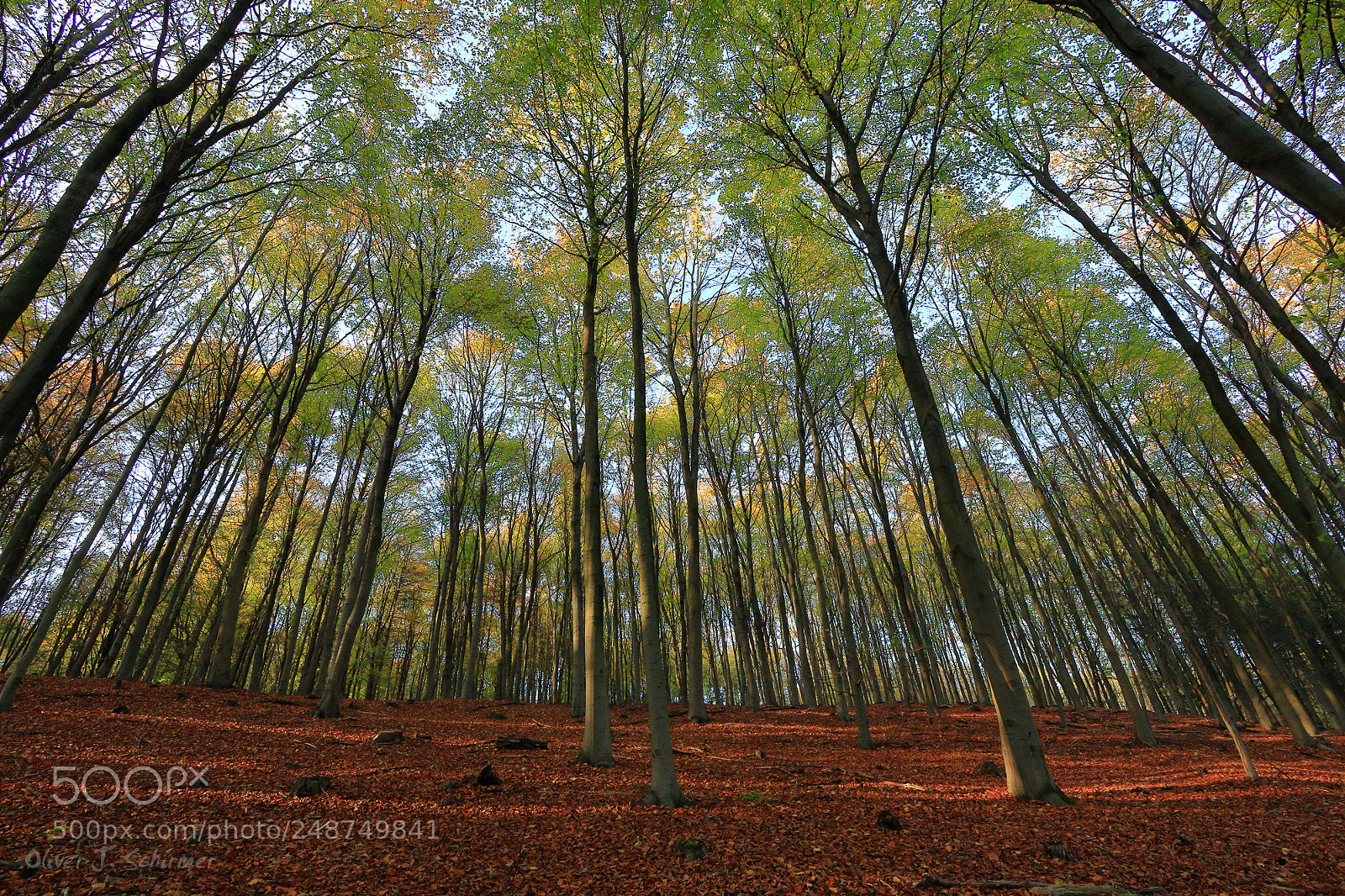 Canon EOS 60D sample photo. Autumn memories photography