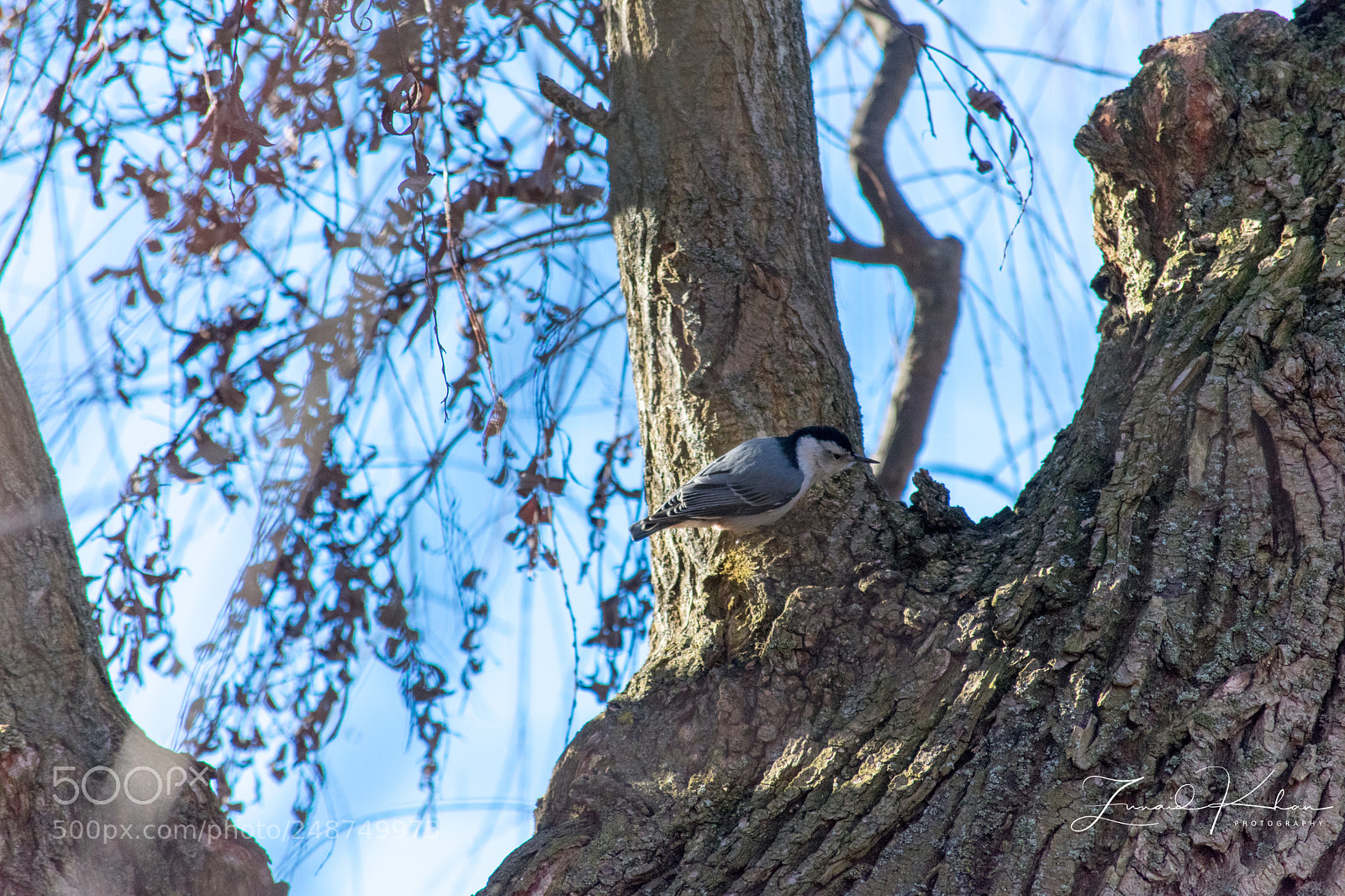 Nikon D3400 sample photo. Nuthatch photography