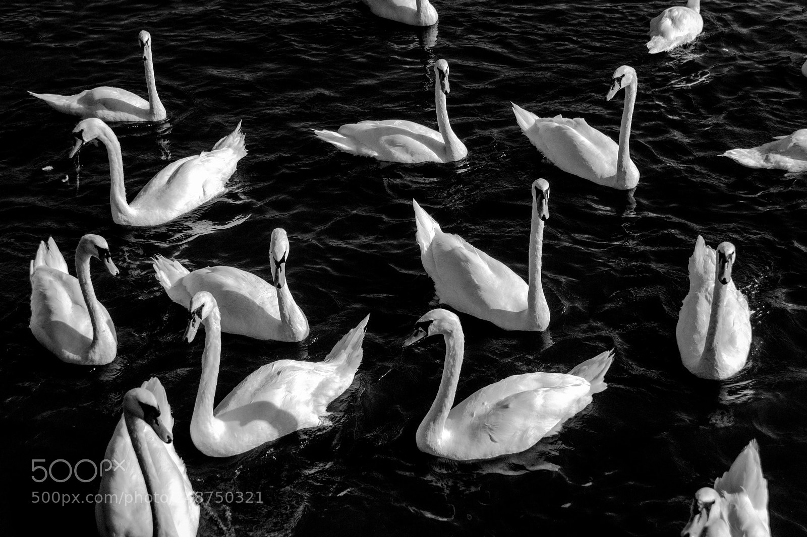 Nikon D7100 sample photo. Curious swans photography