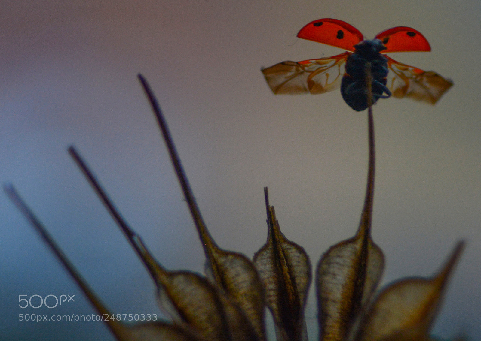Nikon D7100 sample photo. Flying photography