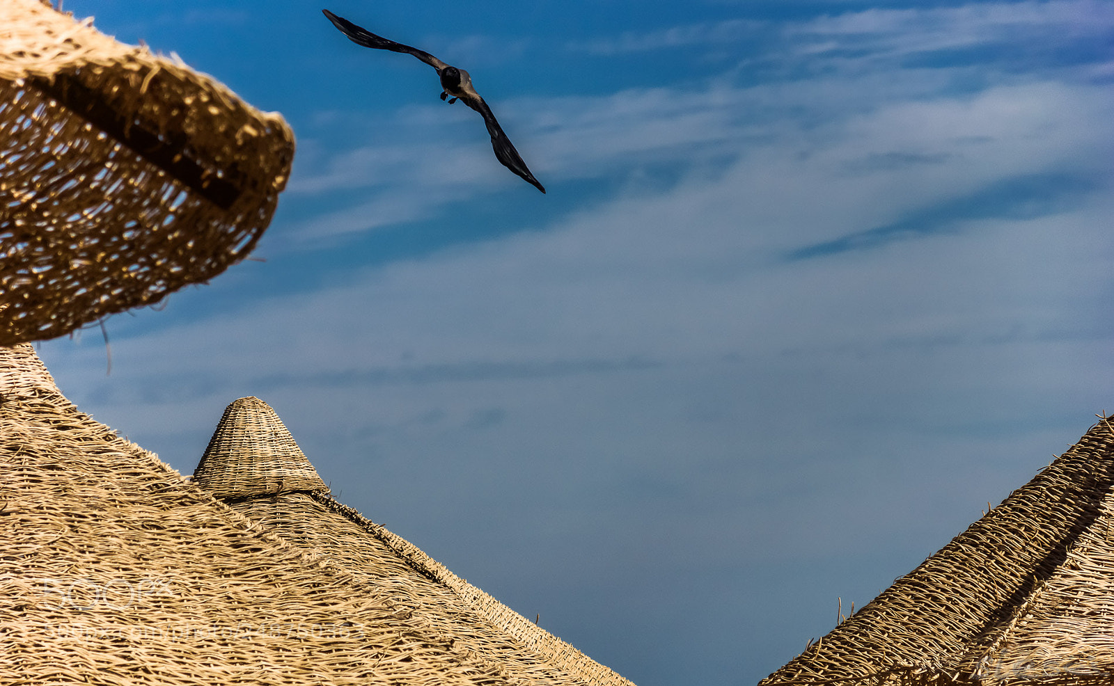 Sony SLT-A77 sample photo. Flying bird photography