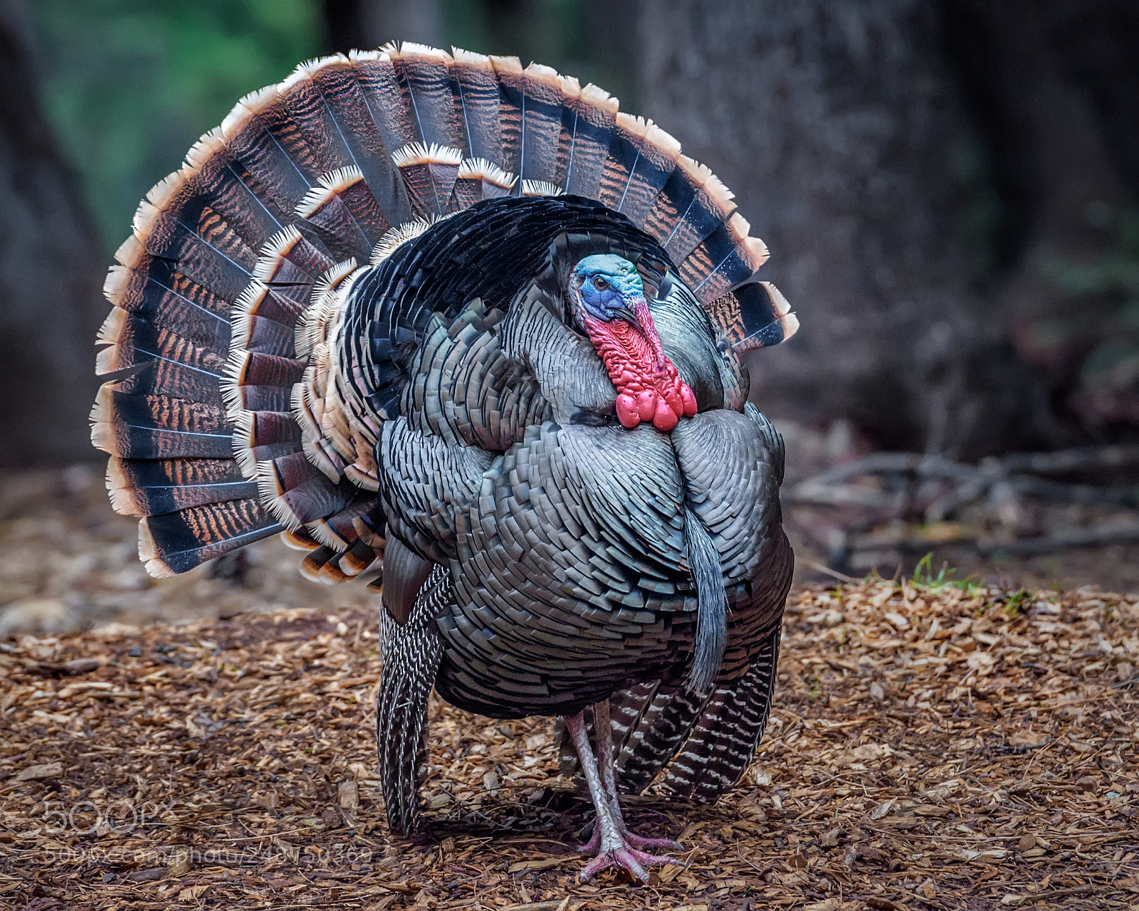 Nikon D5 sample photo. Proud wild turkey photography