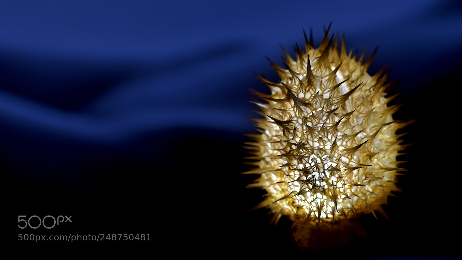 Nikon D7000 sample photo. Lampion (biological structures) photography
