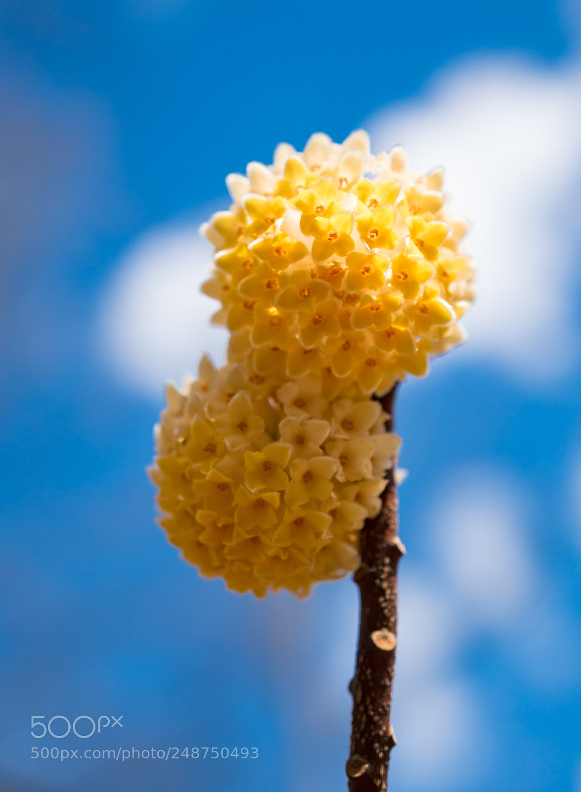 Sony a6300 sample photo. Paperbush blooms photography