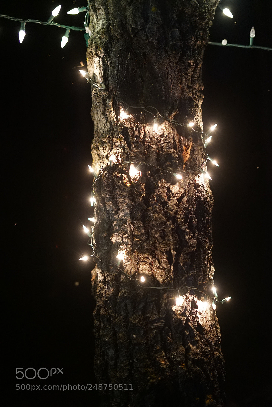 Sony a7S II sample photo. Tree wrapped in glow photography