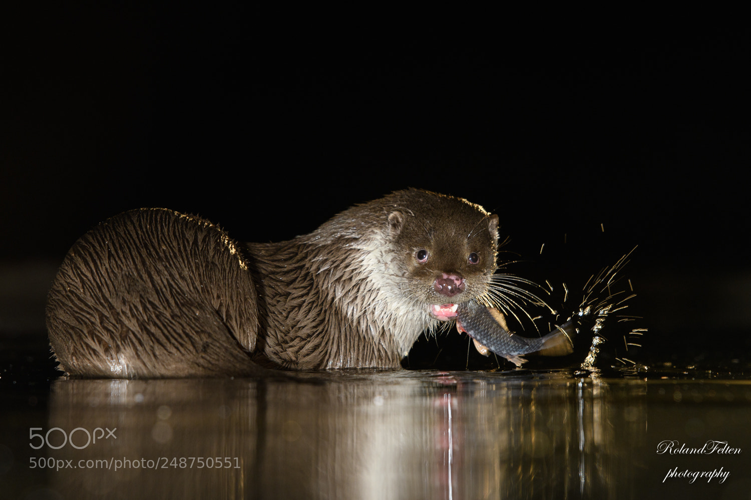 Nikon D500 sample photo. Sushi for the otter photography