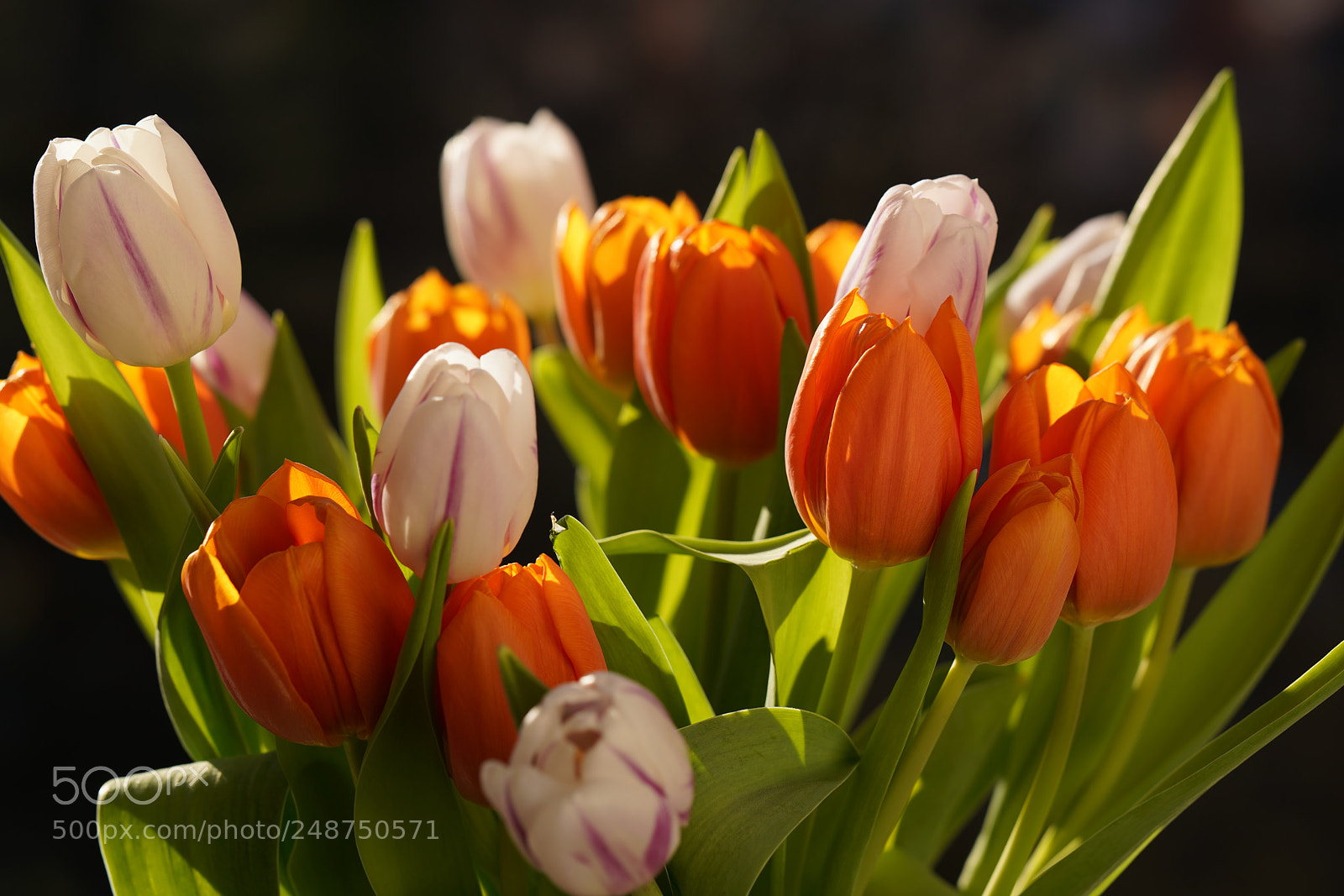 Sony a7R III sample photo. Orange and white tulips photography